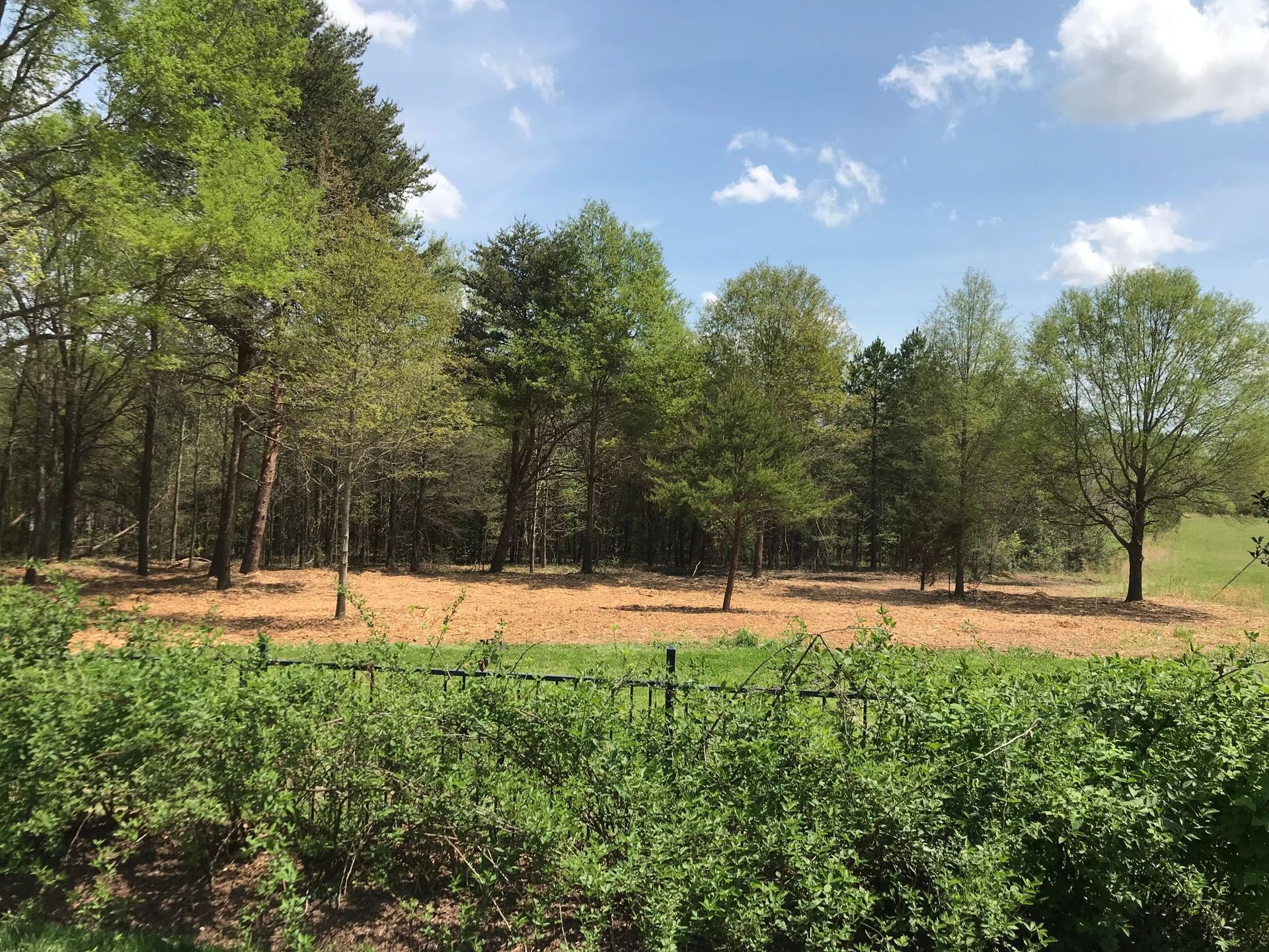 Trees with green leaves on a sunny day, with brown mulch and green bushes in the foreground.