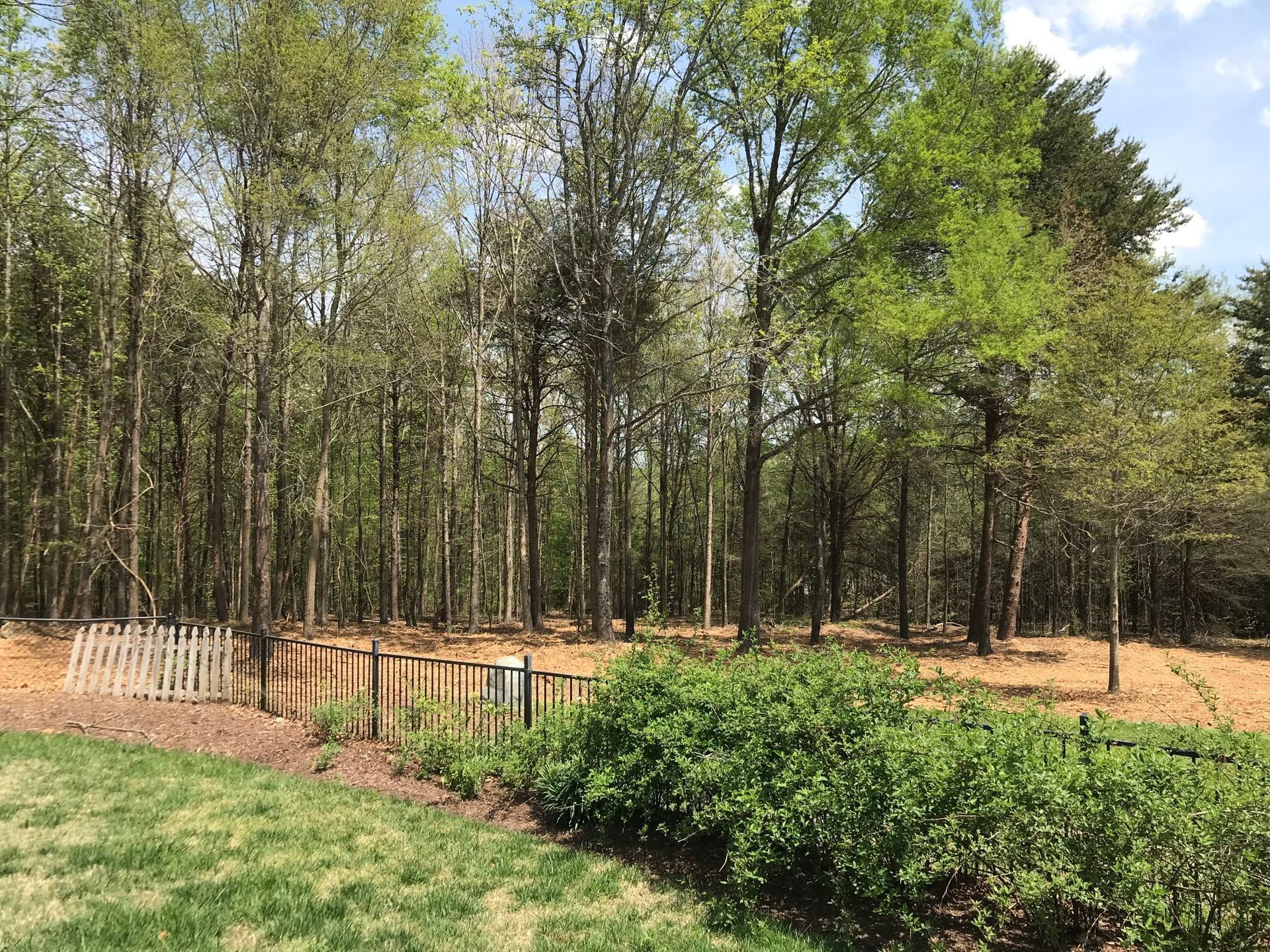 Lush green and brown trees with a small fence in front. Grass lawn in foreground. Sunny outdoors.