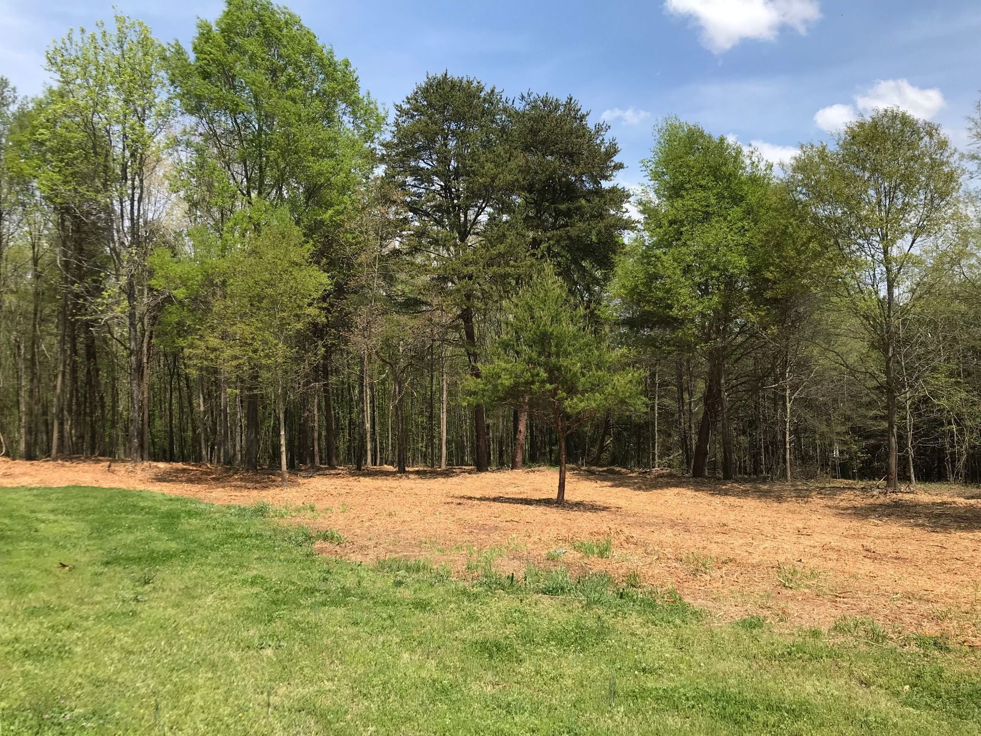 Trees against a blue sky; a field of wood chips and green grass in the foreground.