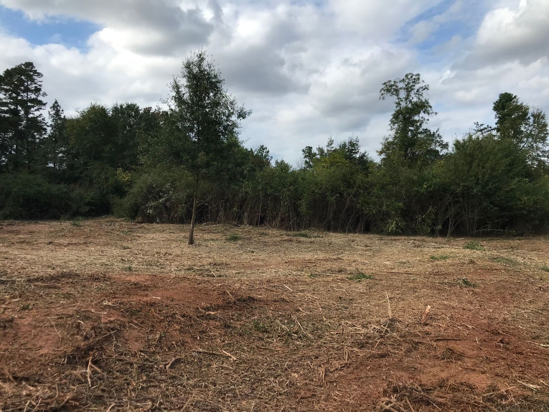 Field with small trees in front of a treeline, under a cloudy sky.