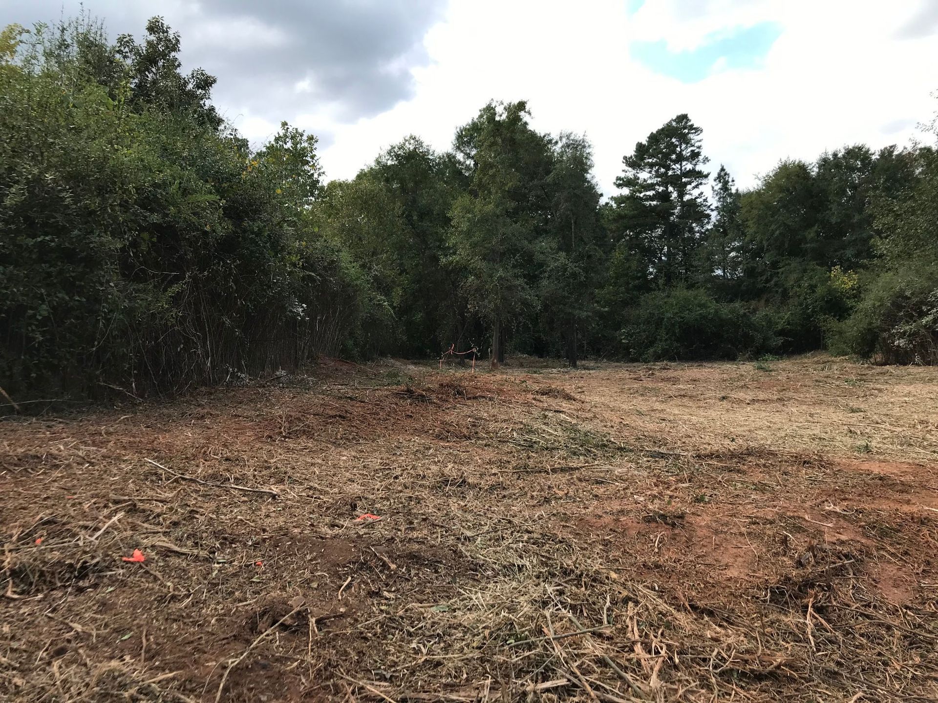 Cleared land with scattered mulch in front of a dense forest of green trees under a cloudy sky.
