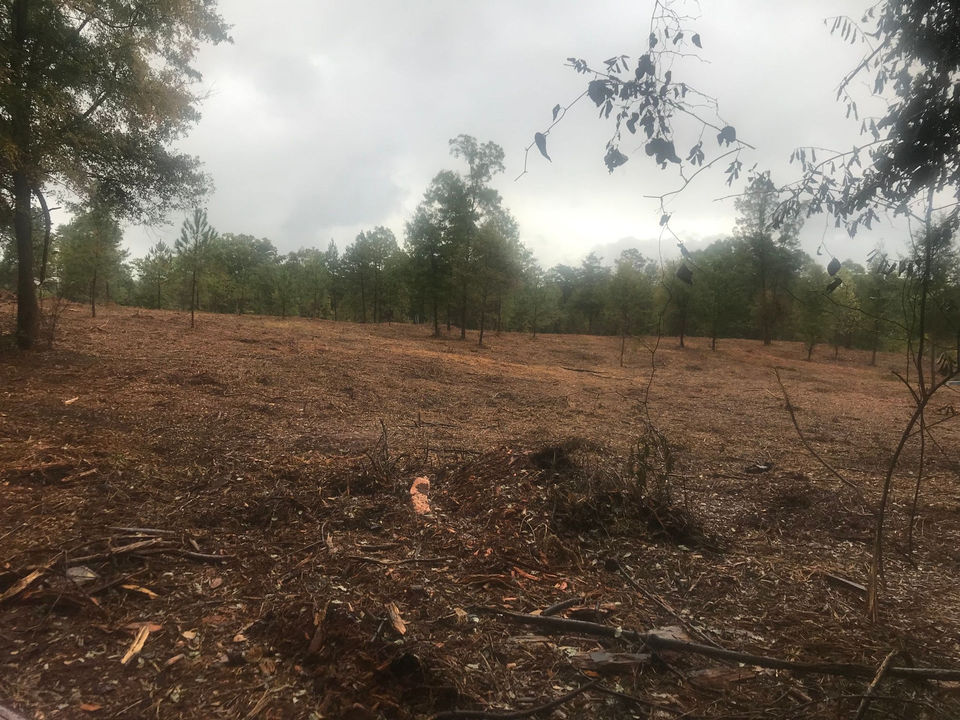 Cleared forest floor with small trees under a cloudy sky.