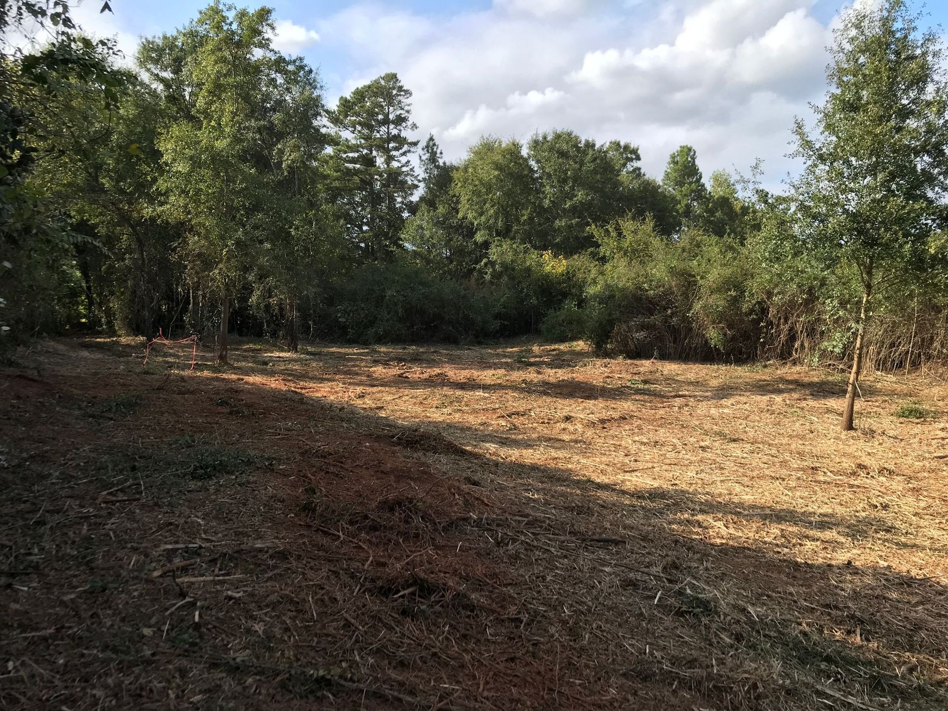 Clearing in a forest with scattered wood chips, surrounded by green trees and a cloudy sky.