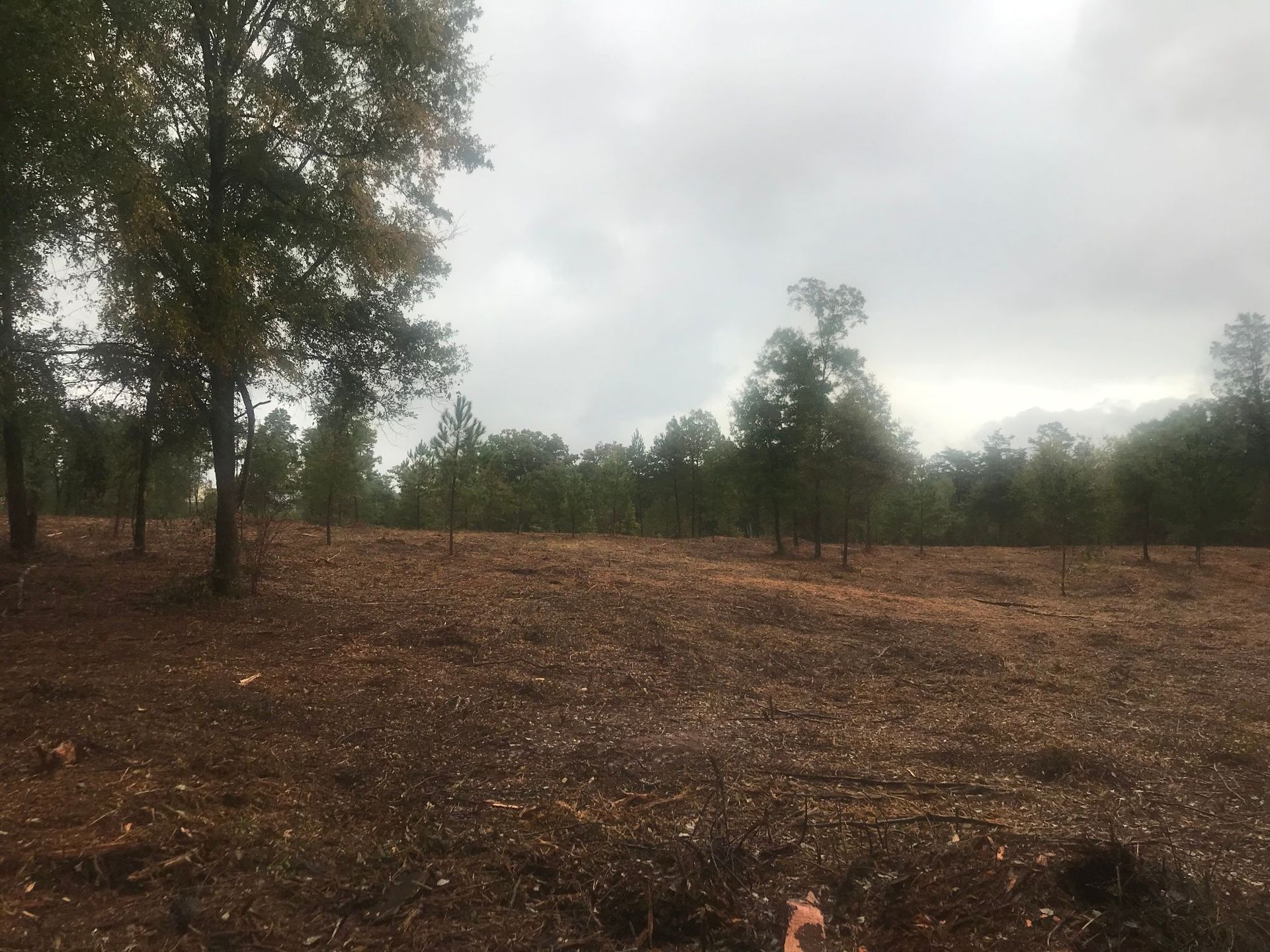 Clearcut area with wood chips and trees in a forest on a cloudy day.