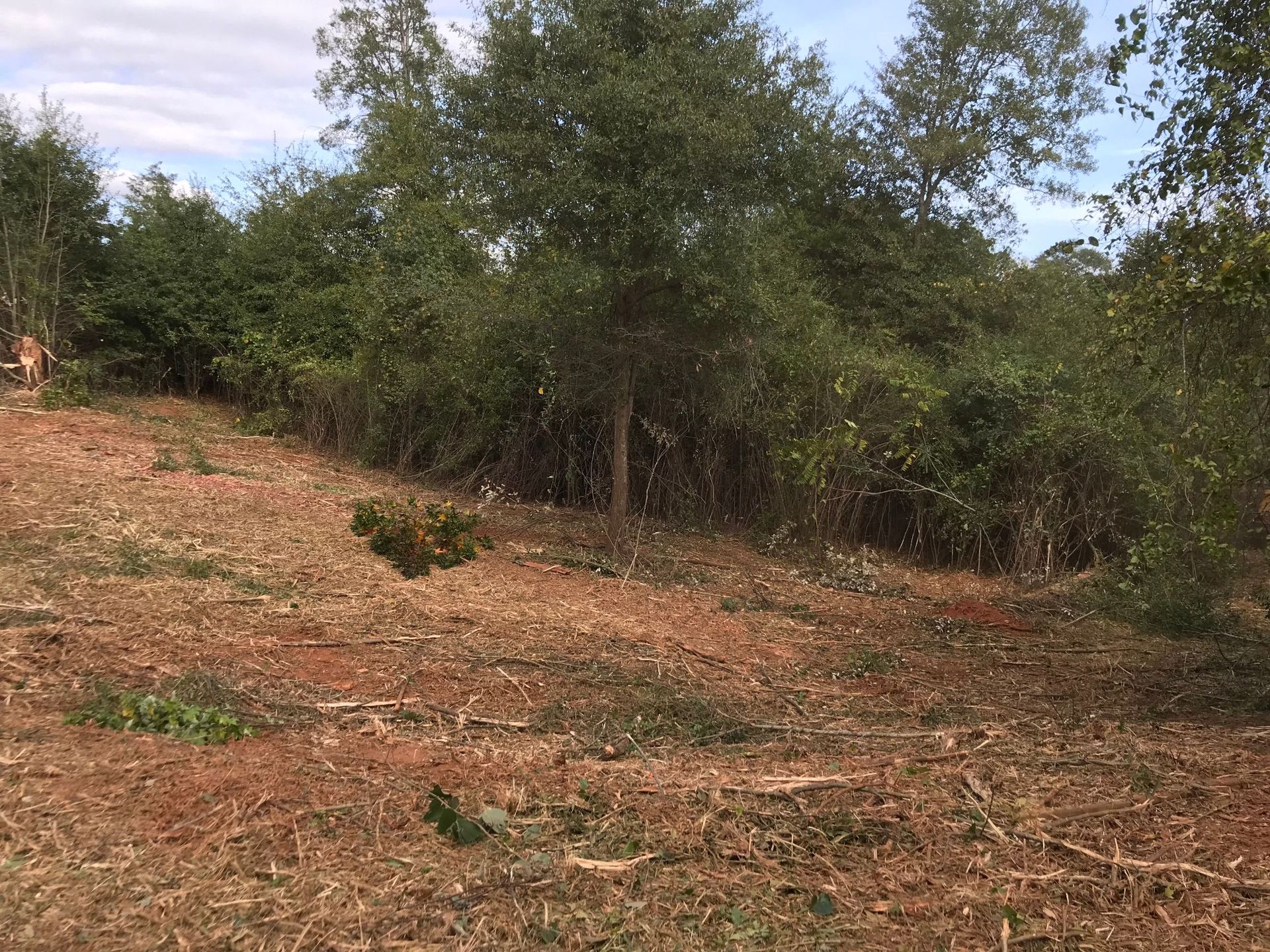 Clearing of brush and trees in a field with red soil, green trees, and a blue sky.