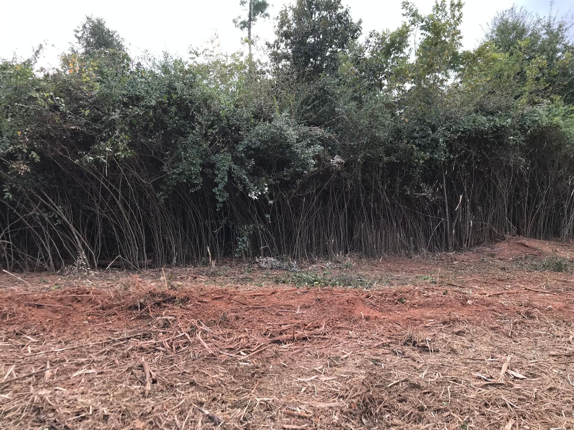 Brown field in front of a dense line of green trees and foliage under a cloudy sky.