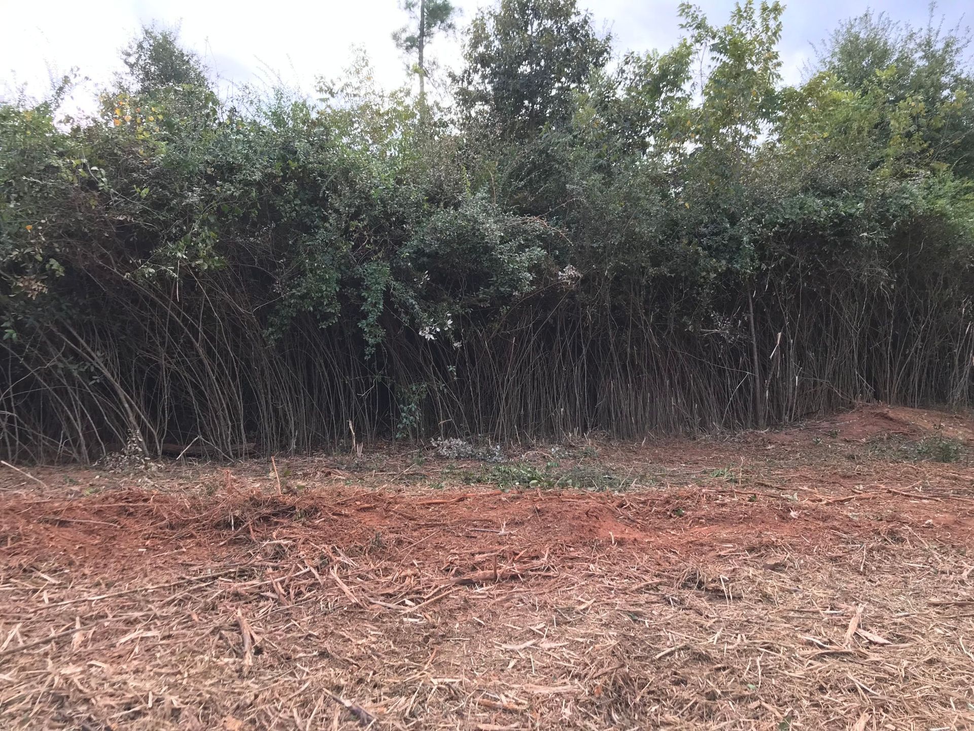 Line of thick, dark green bushes along a reddish-brown dirt area. Forest in the background.