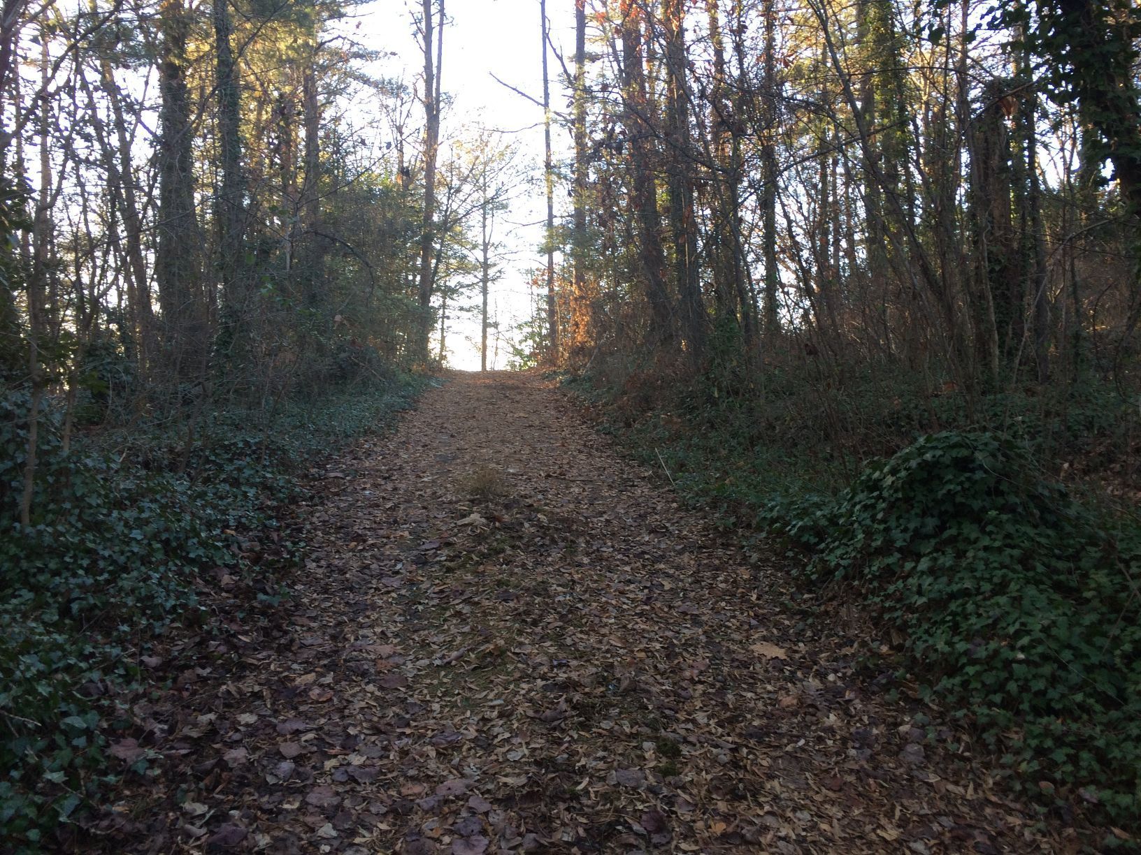 A leaf-covered trail ascends into a sunlit clearing within a forest, flanked by trees and green foliage.