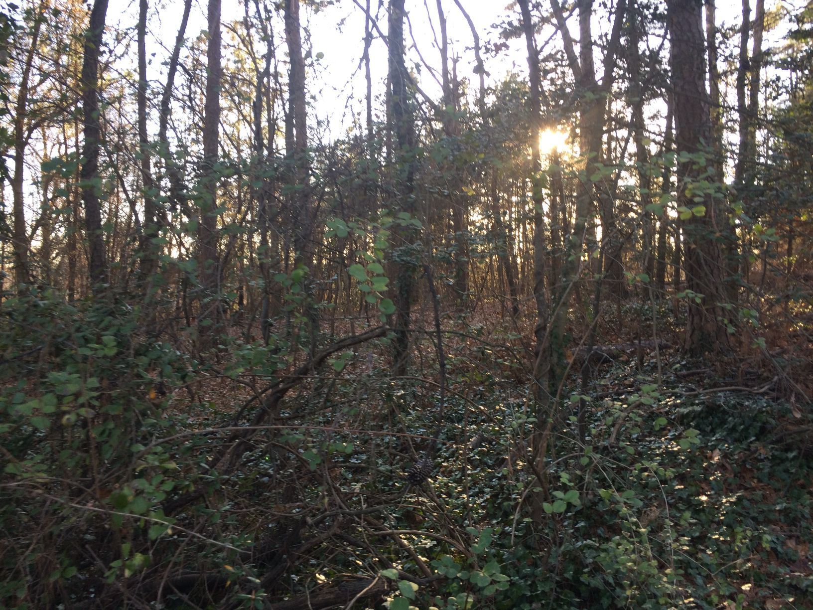 Sunlight filters through a dense forest of trees with thick undergrowth.