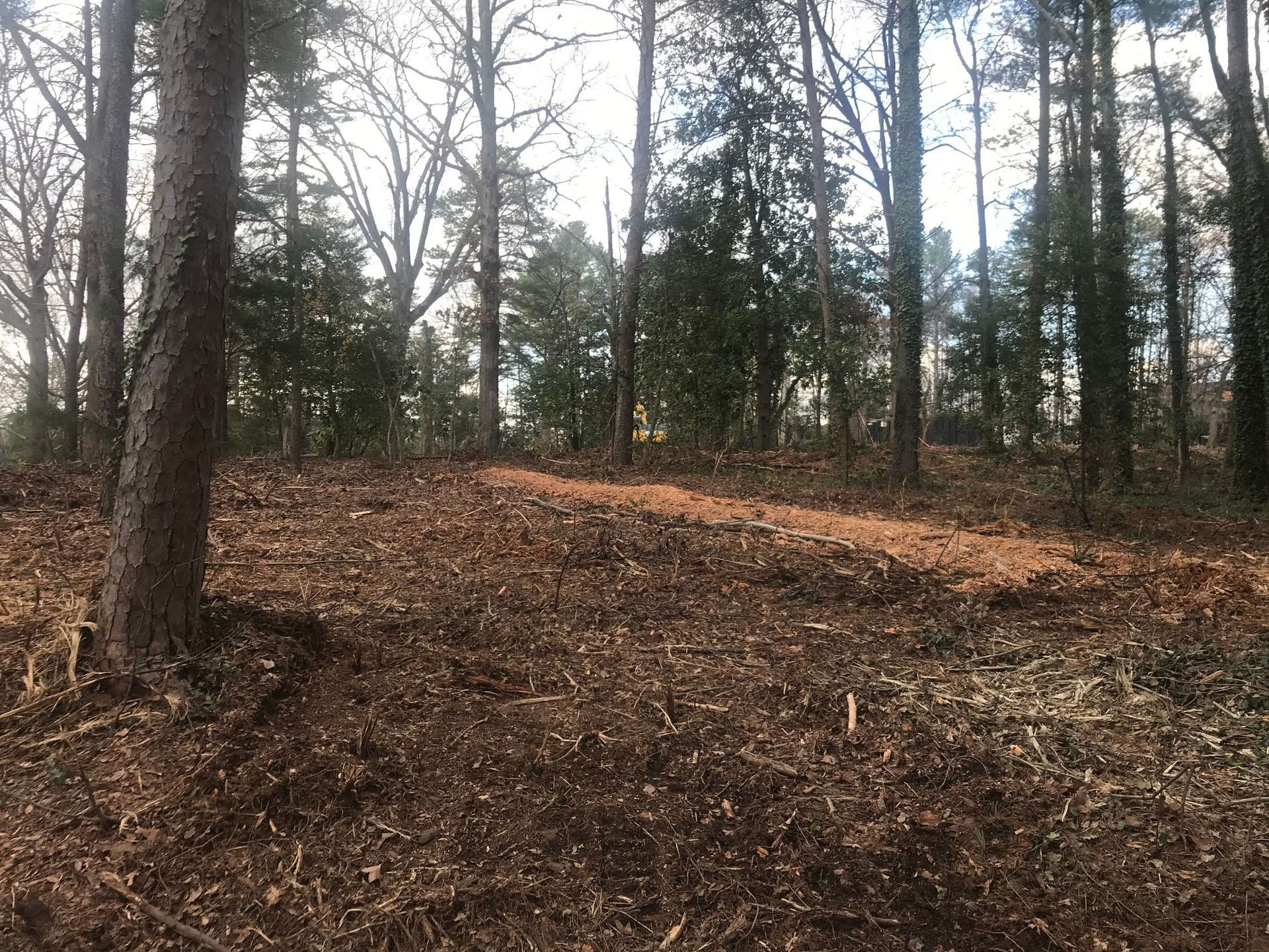 Forest floor covered in brown leaves, surrounded by tall trees.