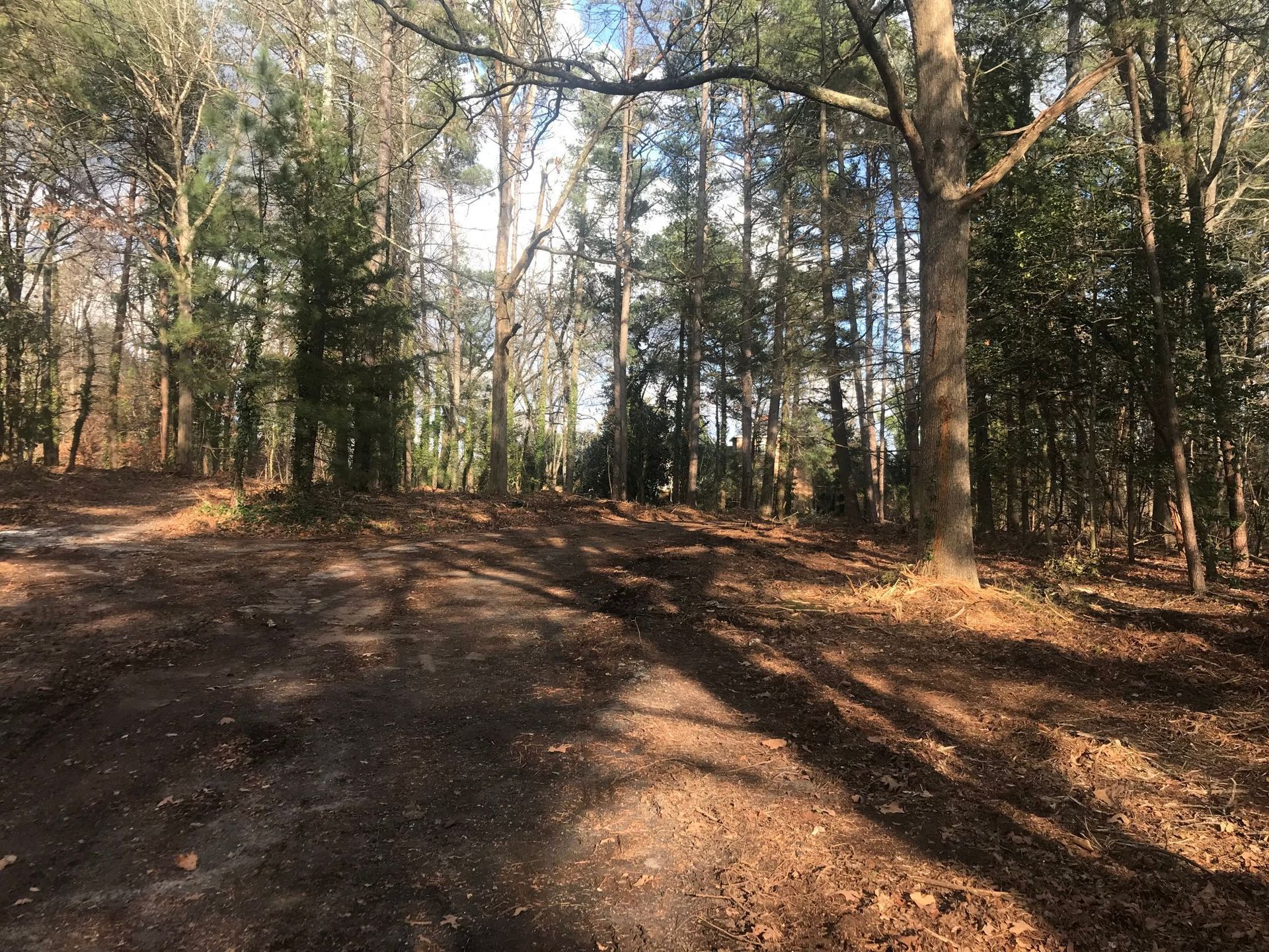 Dirt path through a sunlit forest with tall trees and shadows.