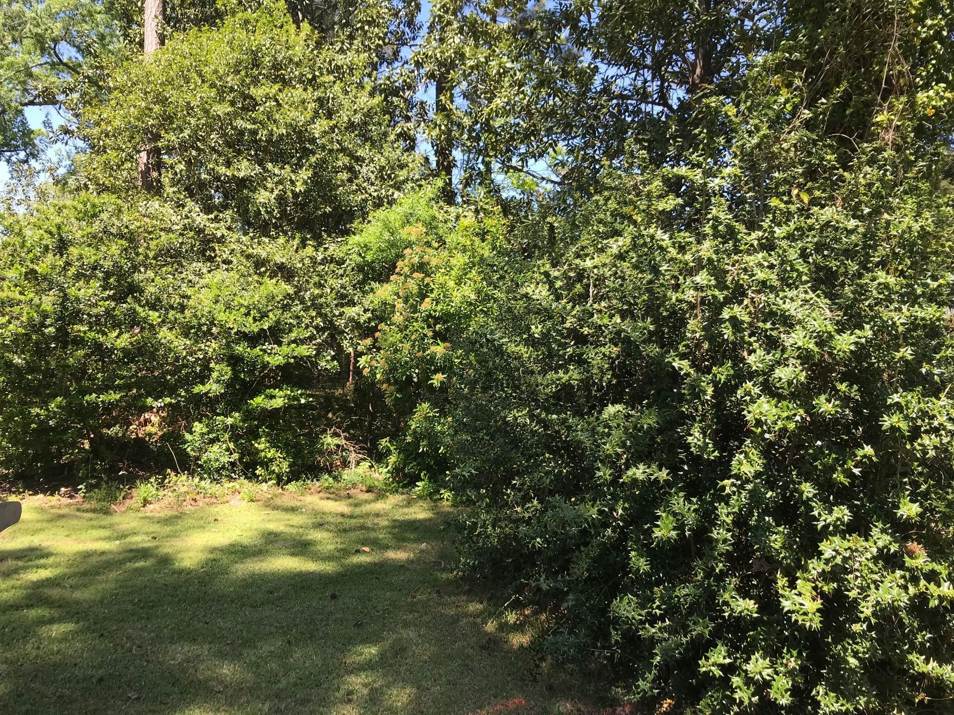Lush green shrubs and trees in a backyard, casting shadows on the grass under a sunny sky.