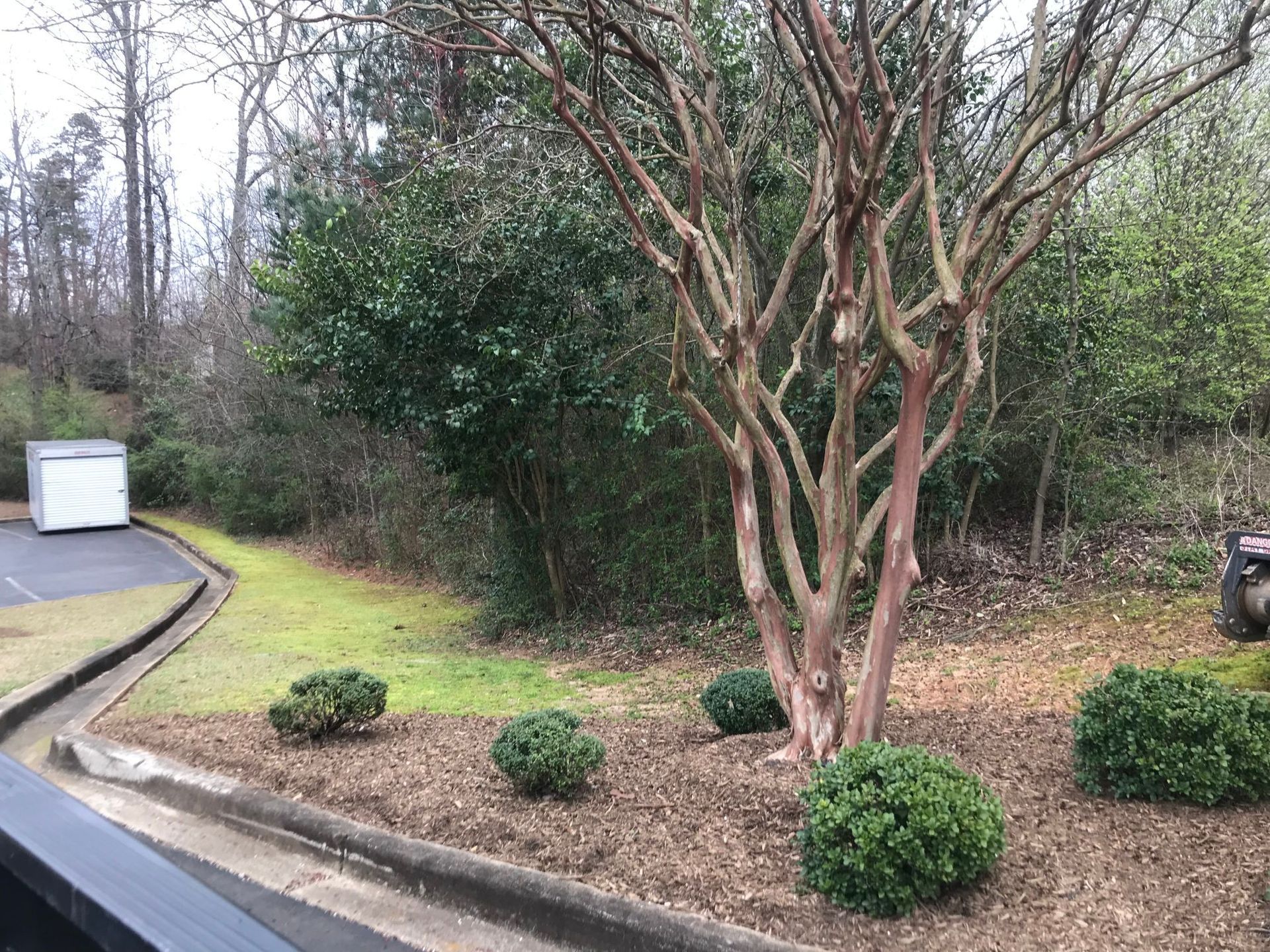 Landscaped area with a crape myrtle tree, green bushes, and a curb.