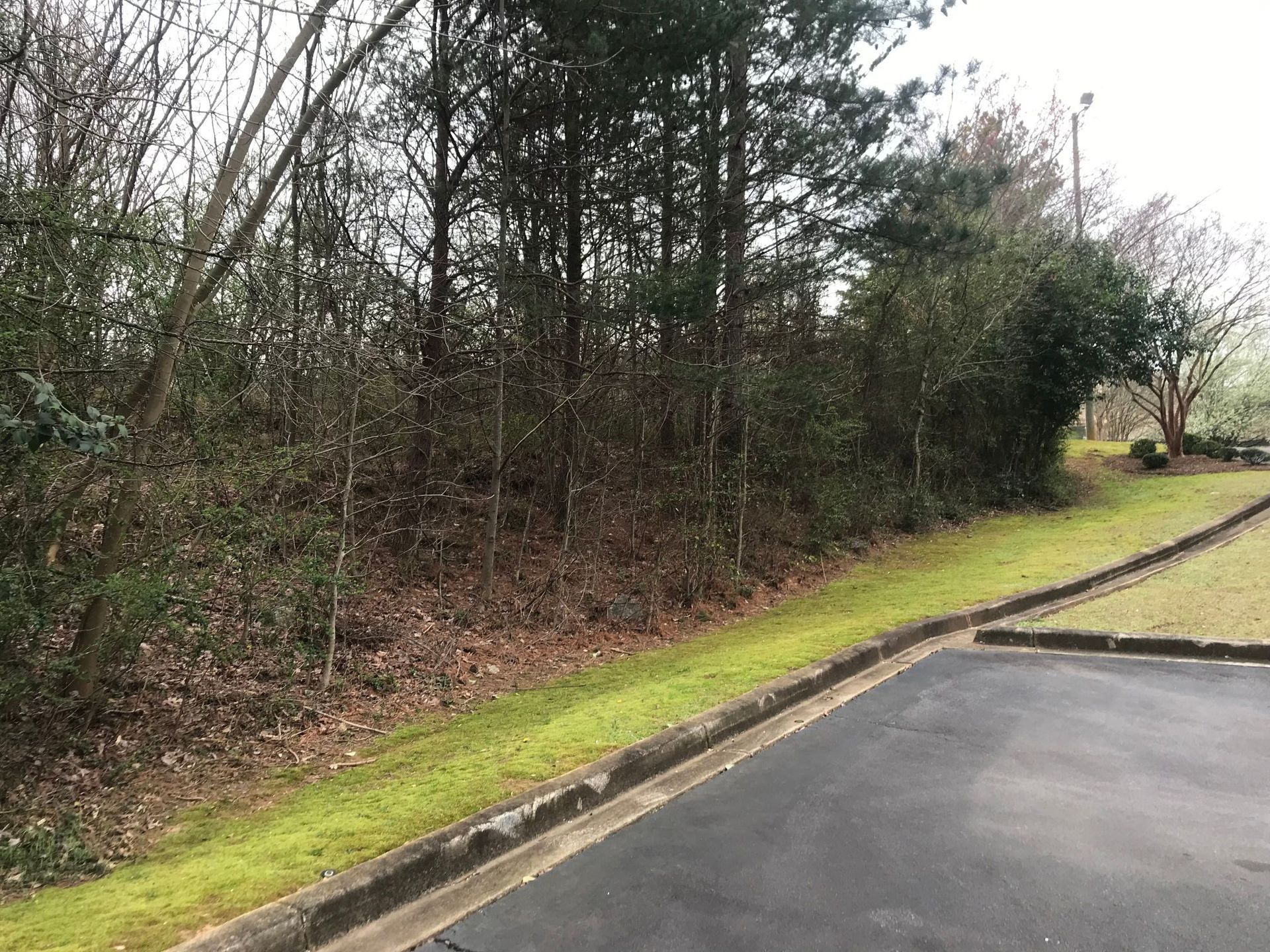 Edge of asphalt road next to a grassy curb, bordering a treeline of trees and bushes.
