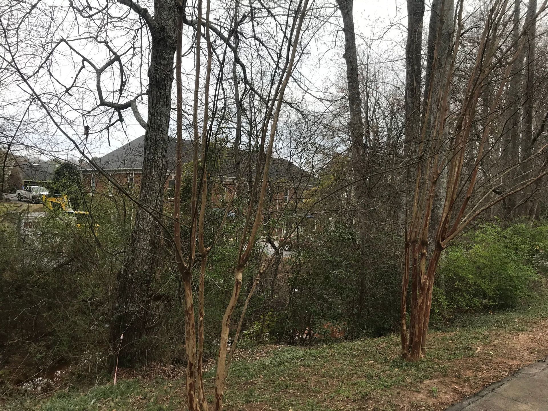 Trees with bare branches and reddish bark stand in front of a house and greenery.