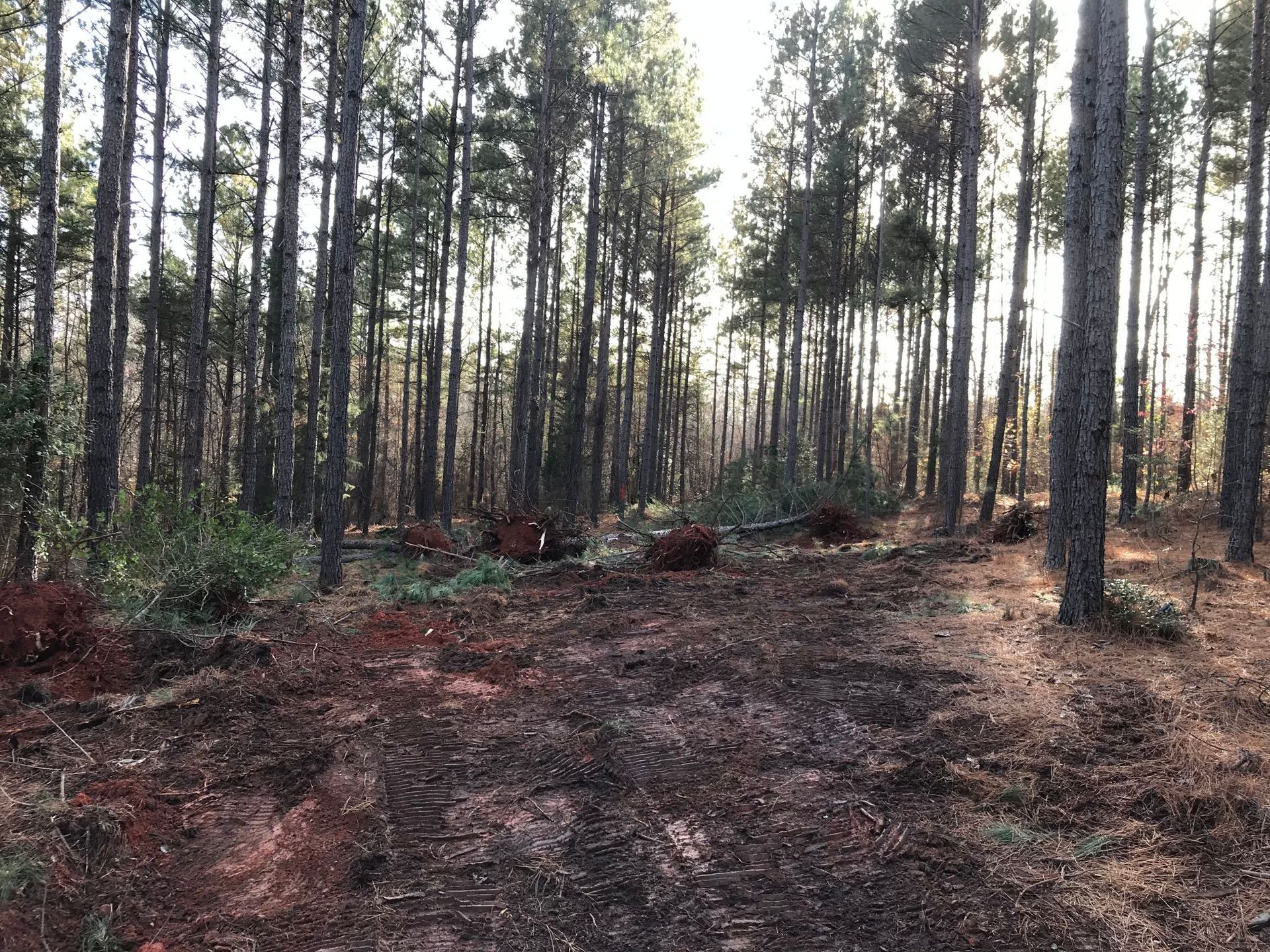 Forest clearing with tall trees, brown earth, and exposed roots.