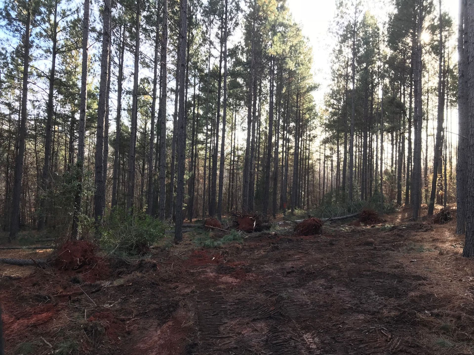 Clearing in a pine forest with bare, reddish soil and tall trees.