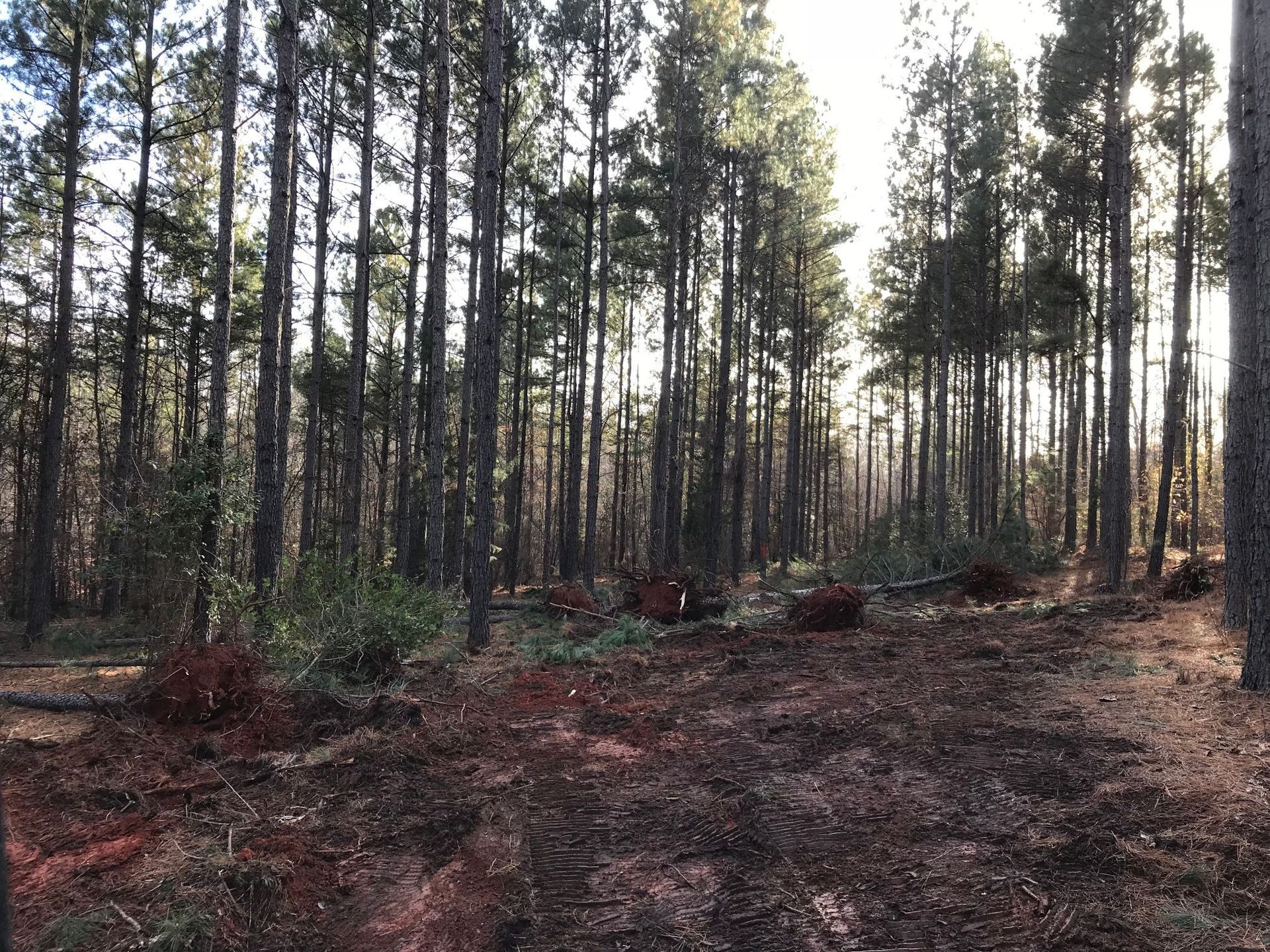 A forest clearing with dark earth and tall, slender trees. Sunlight shines through the trees.