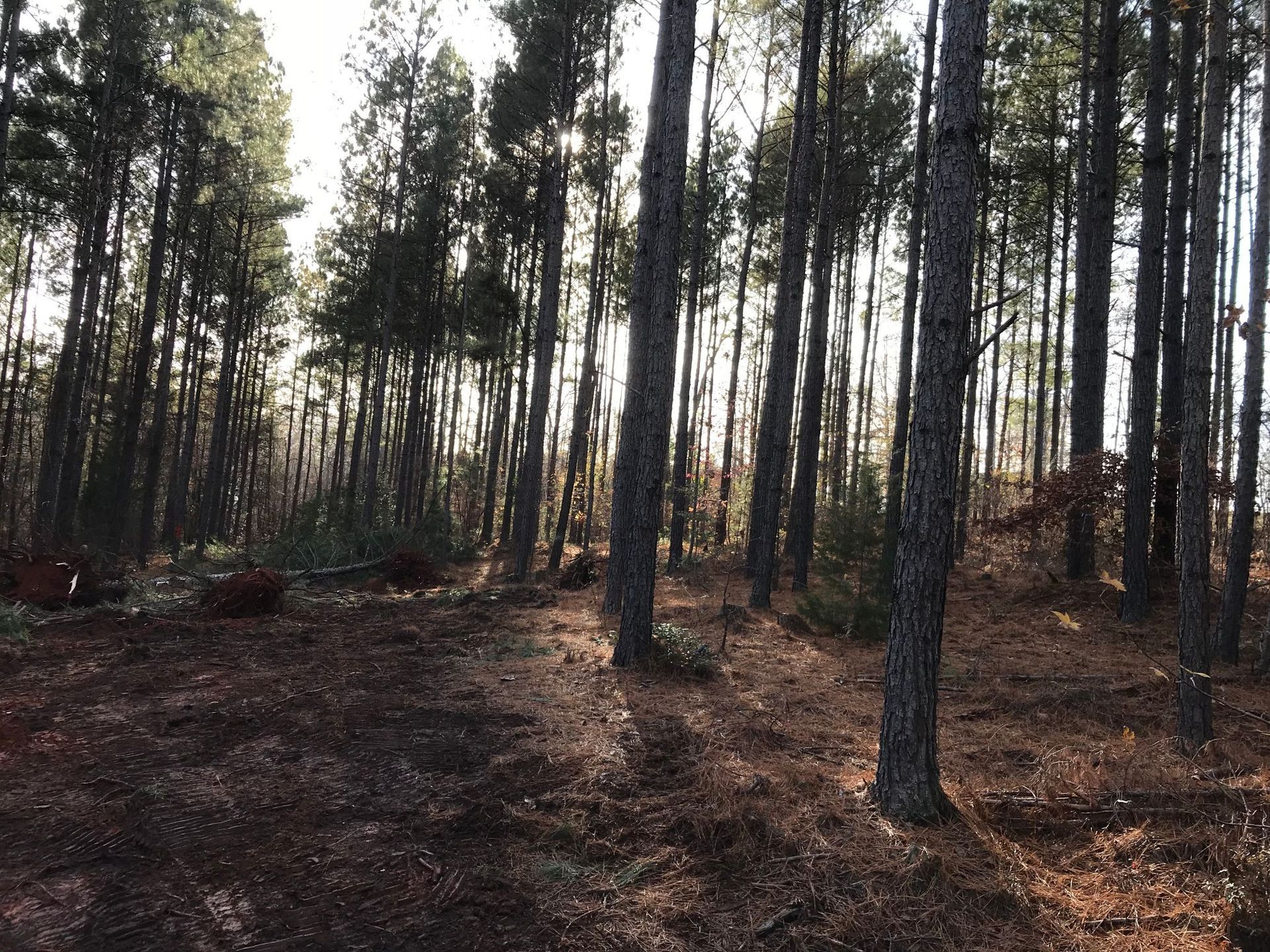Forest scene with tall trees, sunlight filtering through, brown ground.