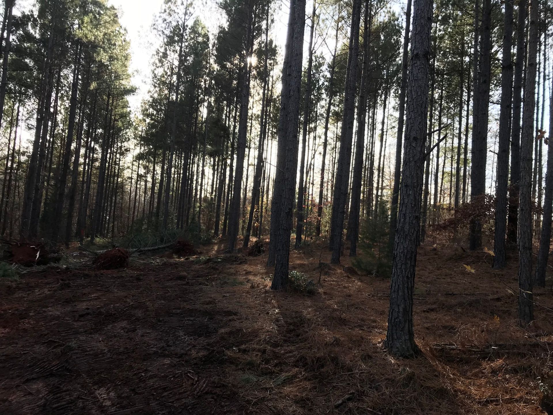 Sunlight streams through tall, slender trees in a pine forest, illuminating the forest floor.