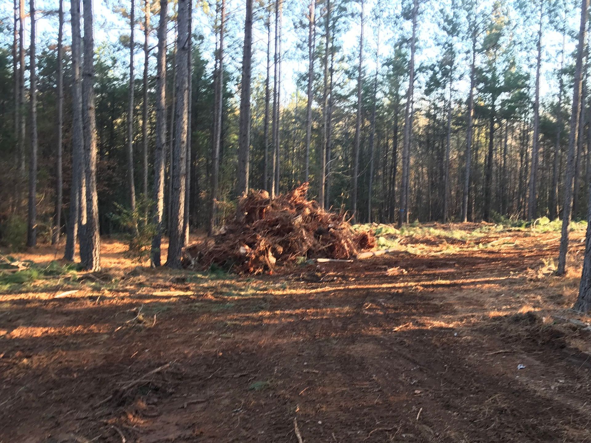 A clearing in a pine forest with a large pile of brush in the middle, with a dirt road in the foreground.