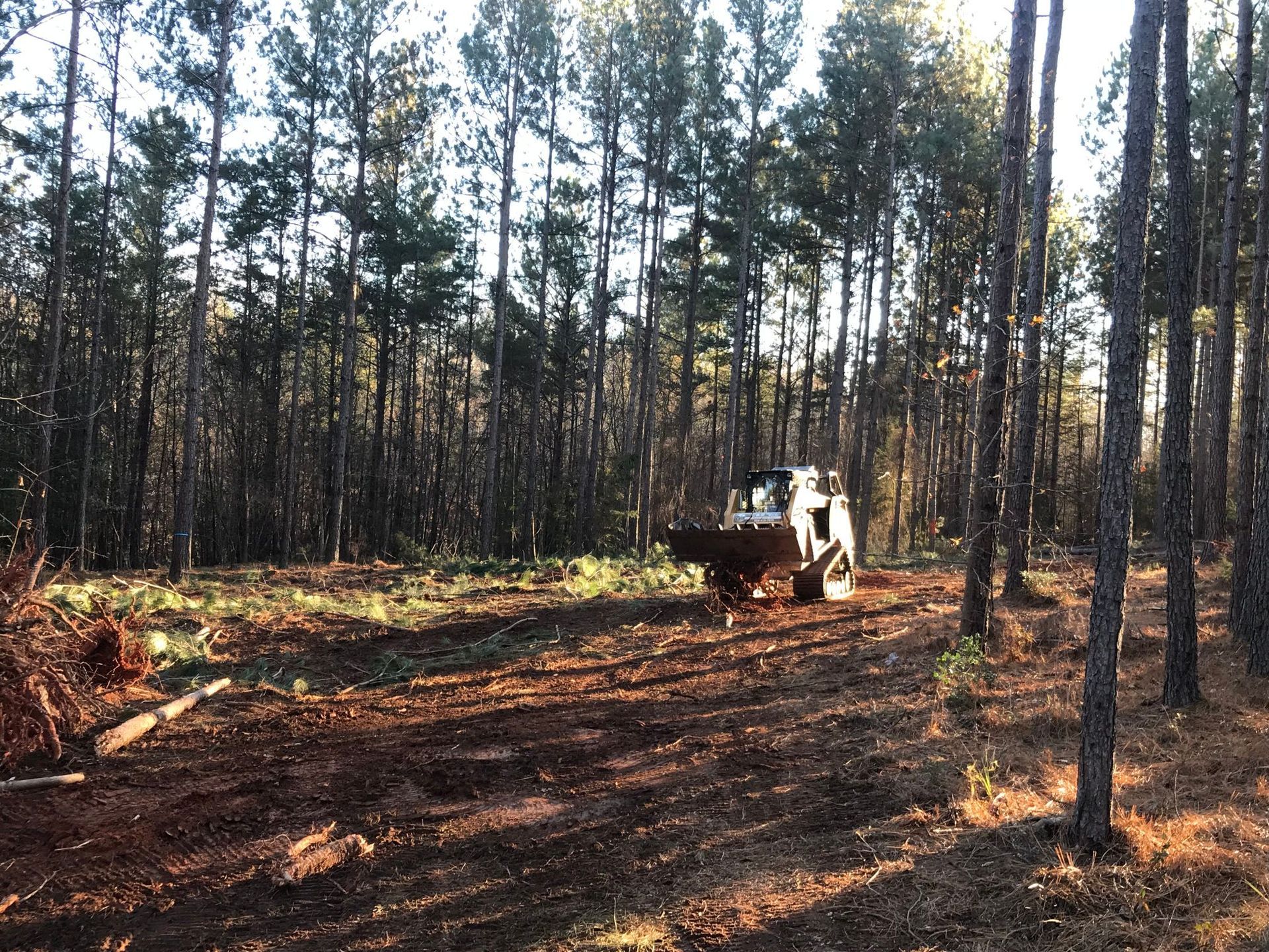 Clearing in a forest with a small white vehicle, trees, and a pile of debris in the dirt.