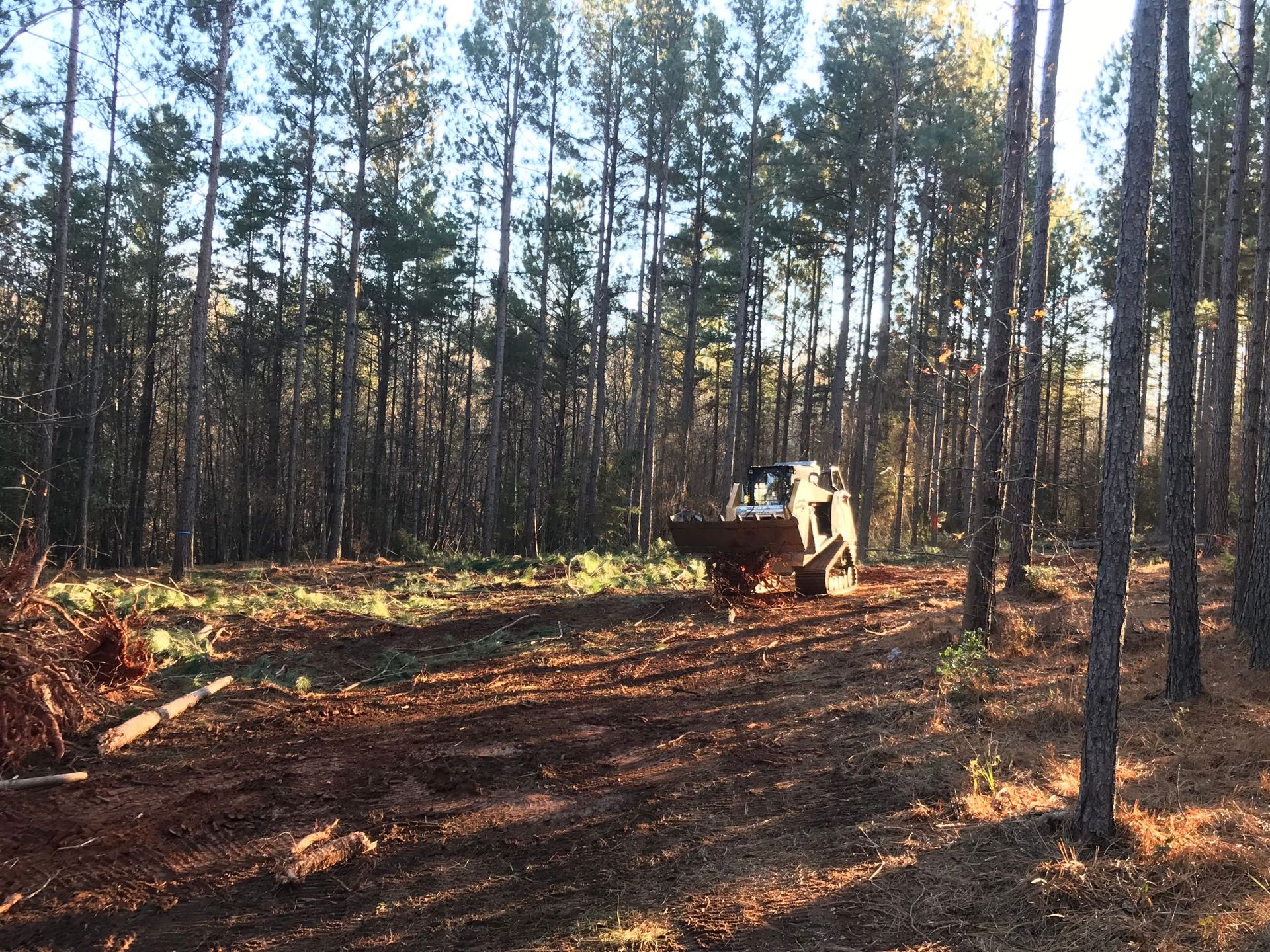 A small bulldozer clears a path in a forest, surrounded by tall trees.