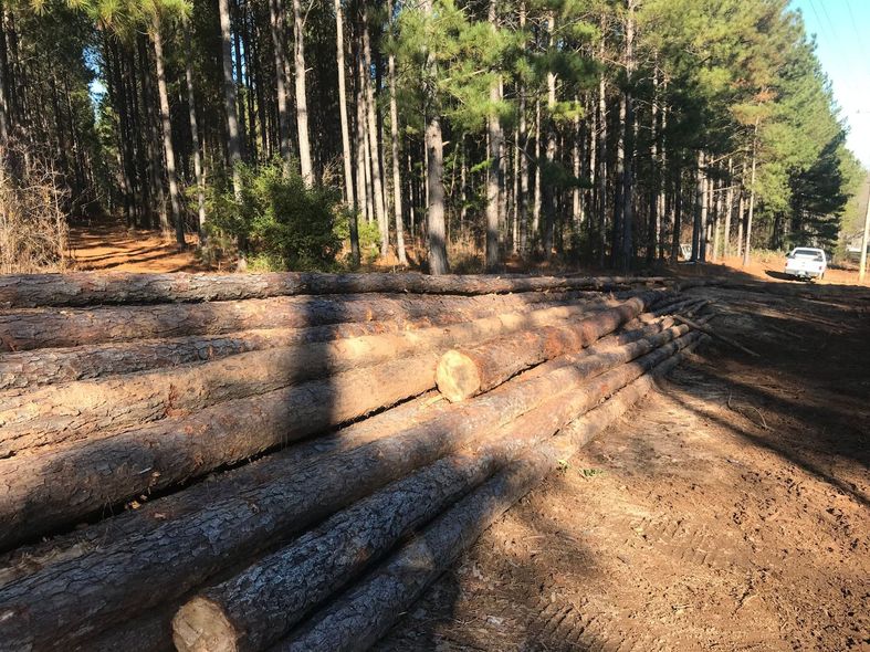 Logs stacked on dirt road, bordering tall pine trees. White truck parked nearby.