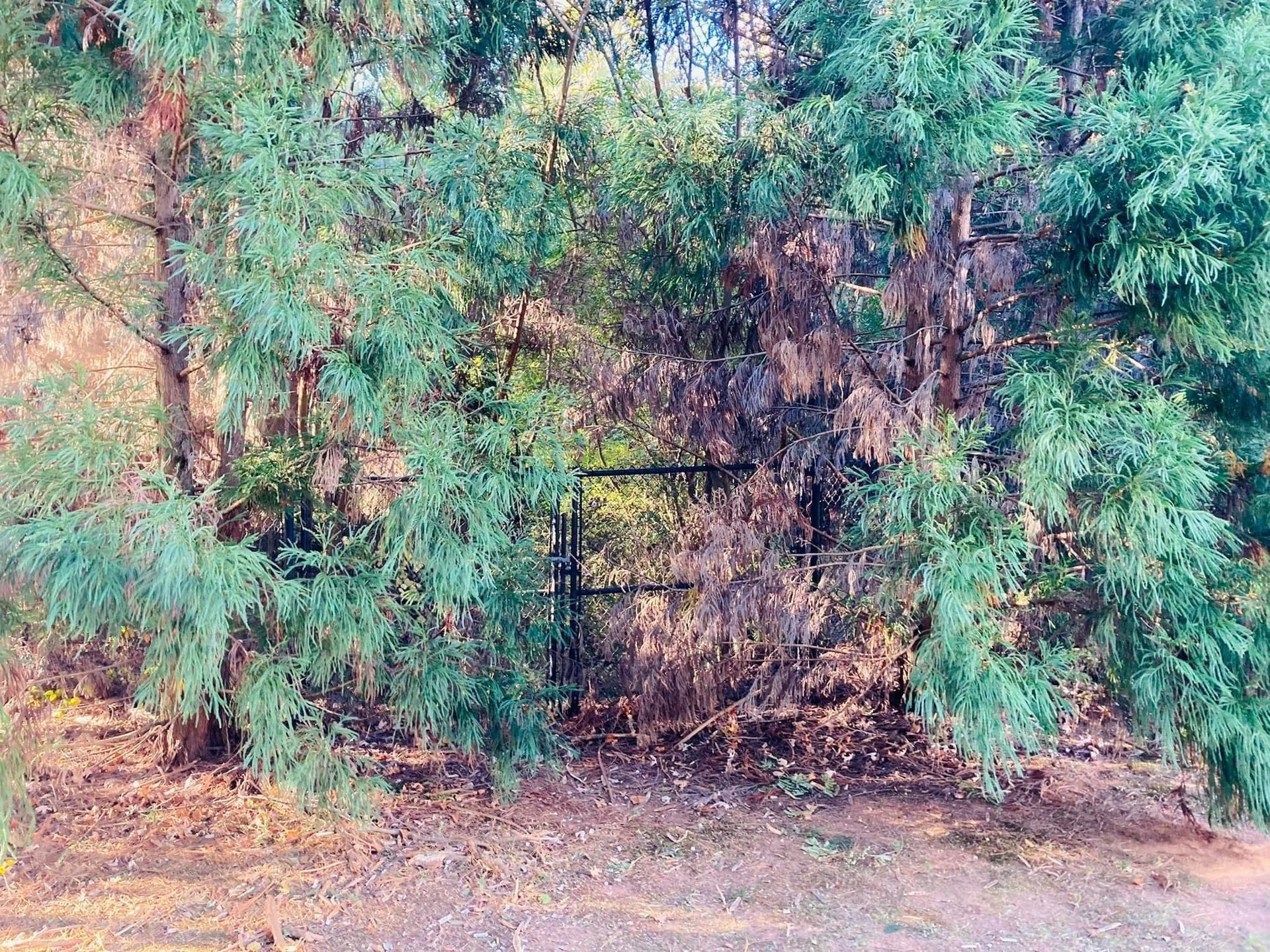 Black metal gate framed by green and brown trees; sunlight filters through.