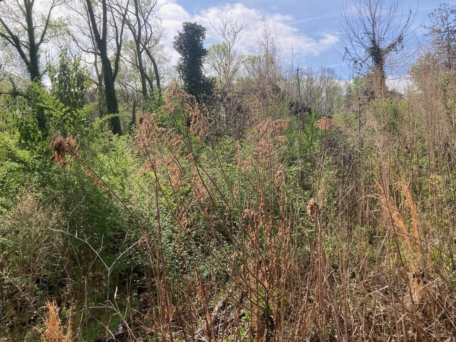 Overgrown field with dry grasses and lush green bushes under a blue sky with trees in the background.