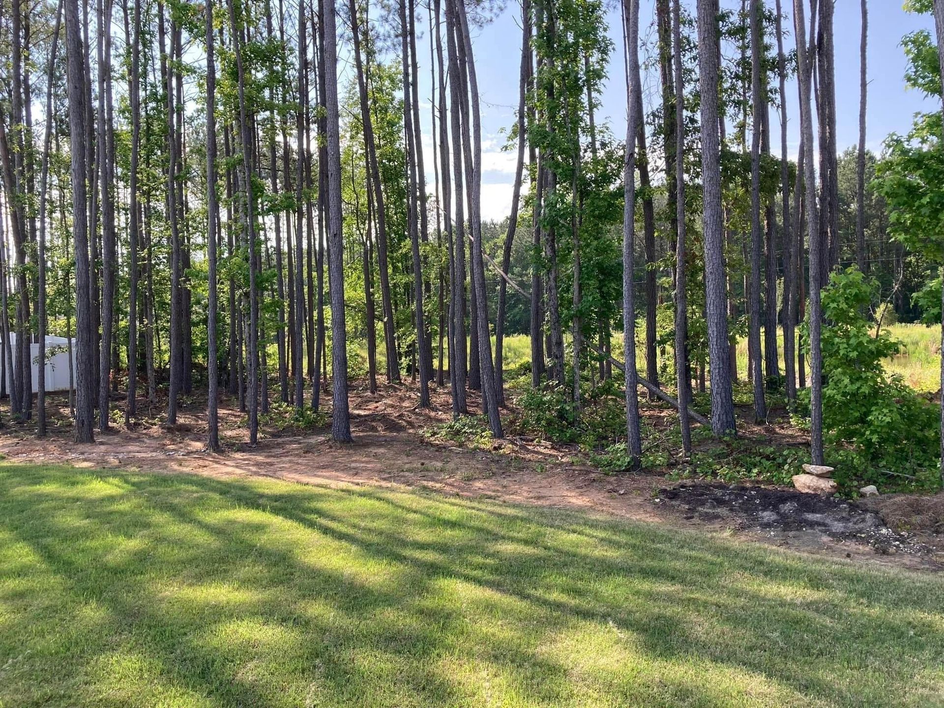 Lush green lawn with tree shadows in the foreground, leading to a thick forest of tall, thin trees.