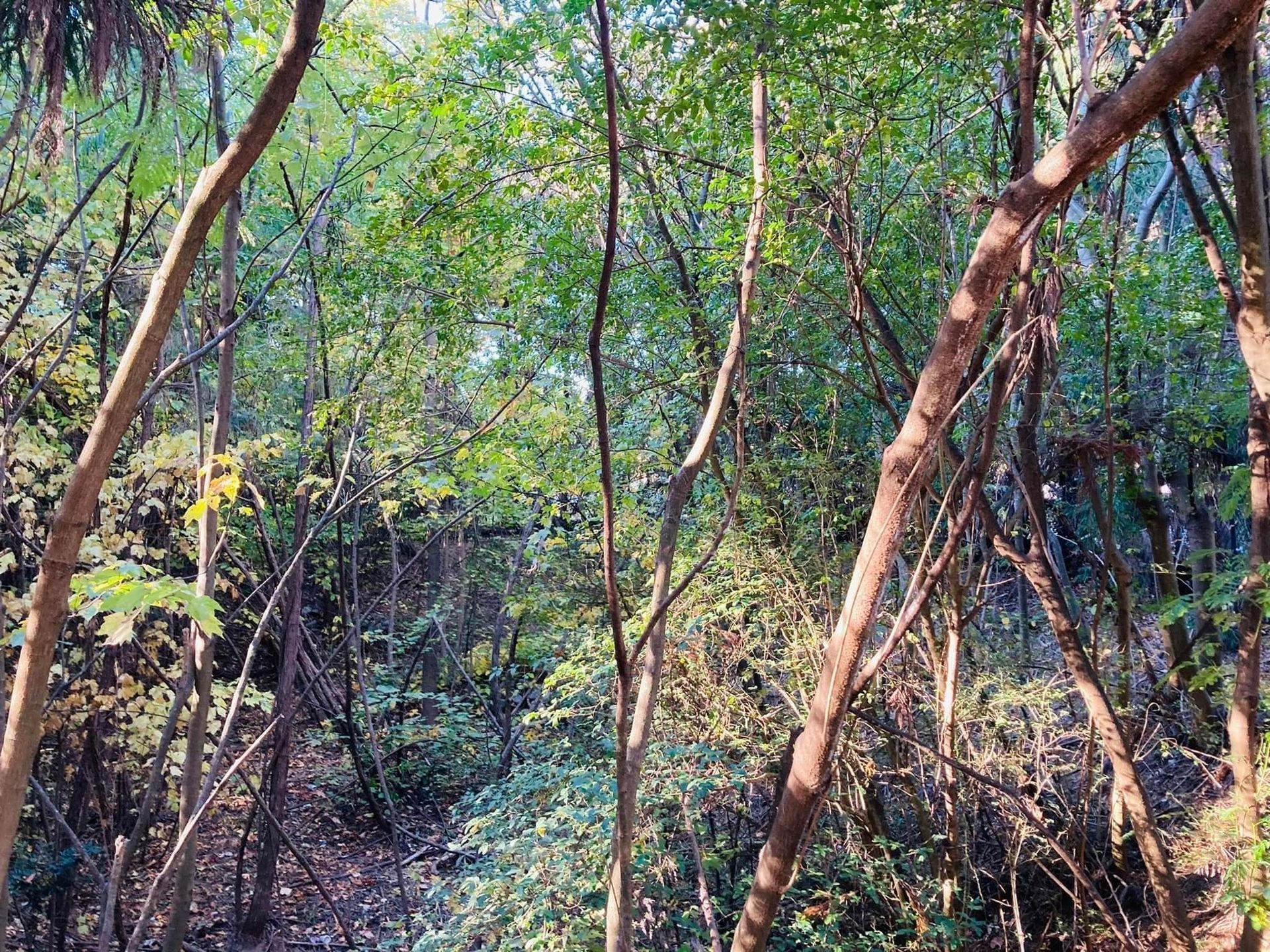 Dense green and brown forest scene with sunlight filtering through trees.