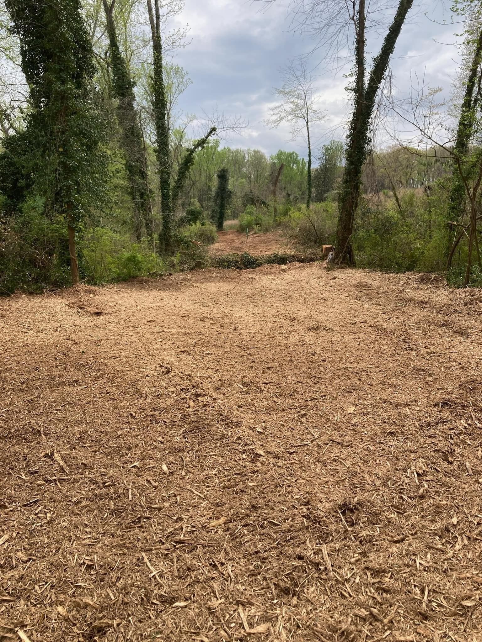 Wood chip-covered path through a wooded area, trees lining sides, cloudy sky overhead.