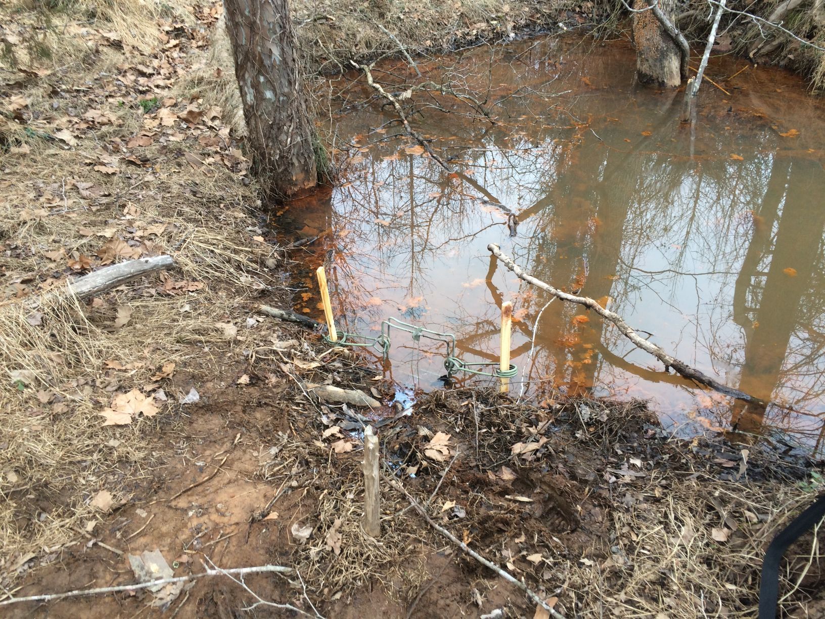 Muddy water reflecting trees with surveying stakes placed near a tree trunk.