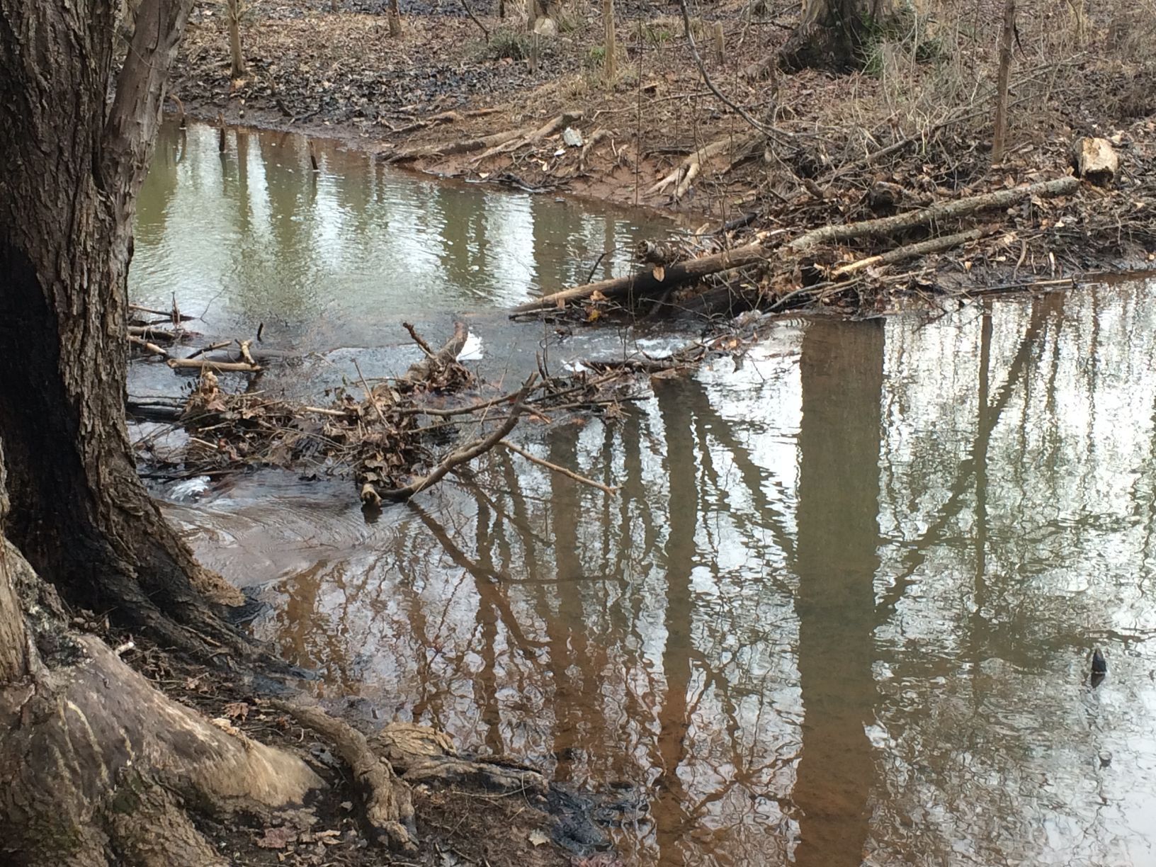 Still water reflects trees and sky; a tree trunk and debris border the water's edge.
