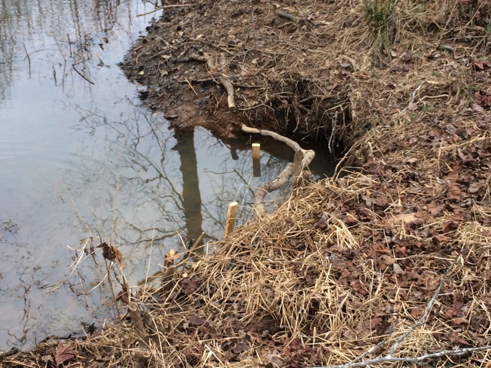 Beaver dam, with gnawed branches in a stream, surrounded by dirt and brown grasses.