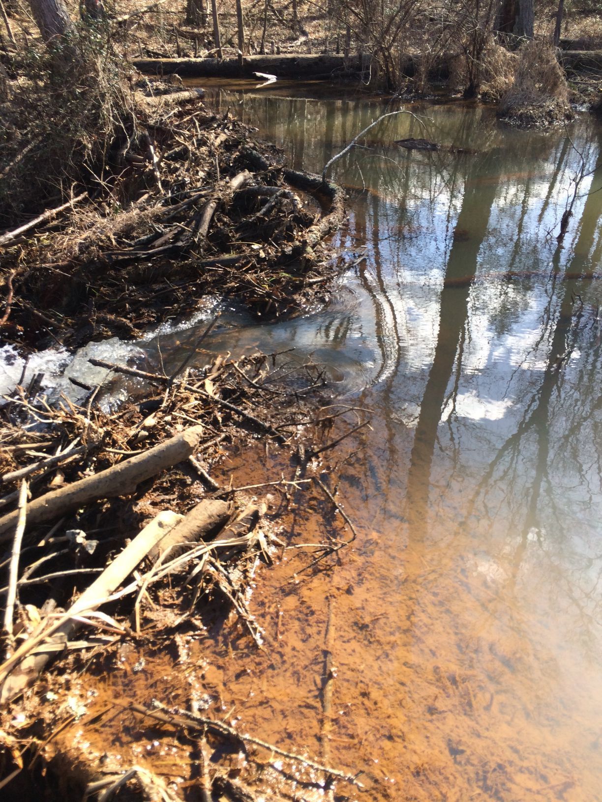 Beaver dam in a brown-tinted creek, with wood debris and reflections of trees in the water.