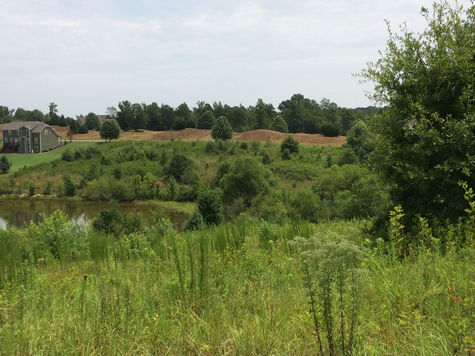 Overgrown field with a pond, trees, and distant houses under a cloudy sky.