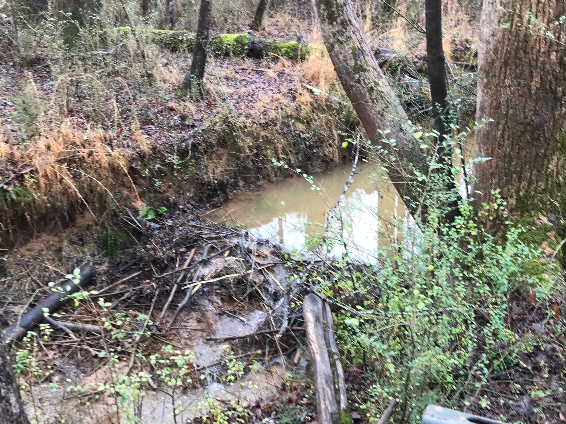 A muddy creek flows through a wooded area, surrounded by trees and brush.