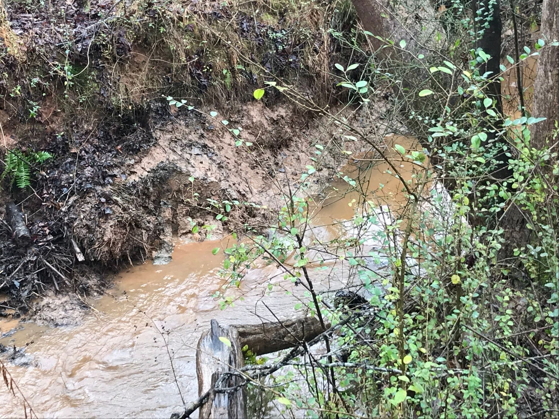 Muddy stream flowing through a forest with brown water, surrounded by muddy banks and green vegetation.