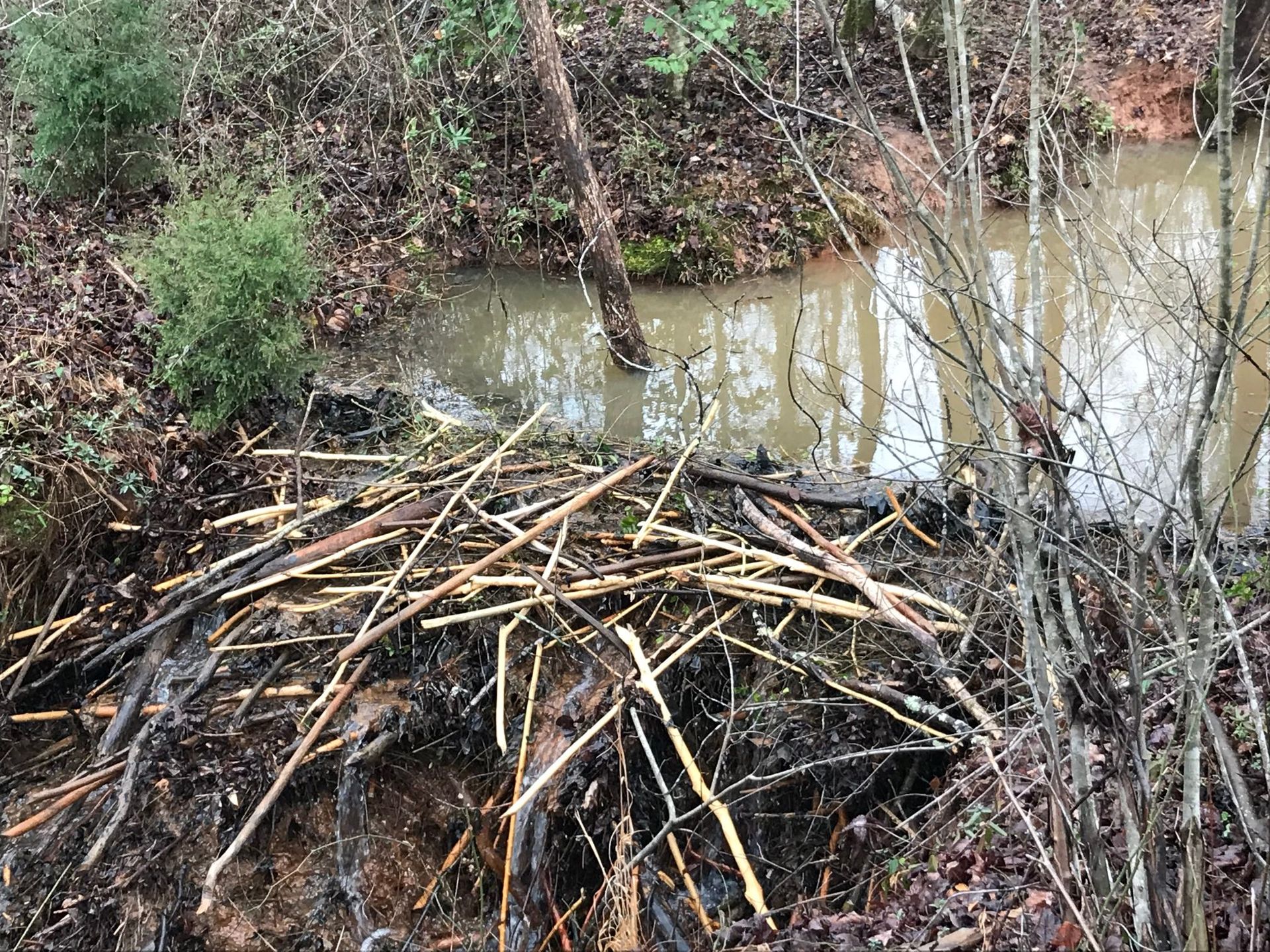 Beaver dam of sticks and mud in front of a murky creek.  Woody, natural environment.