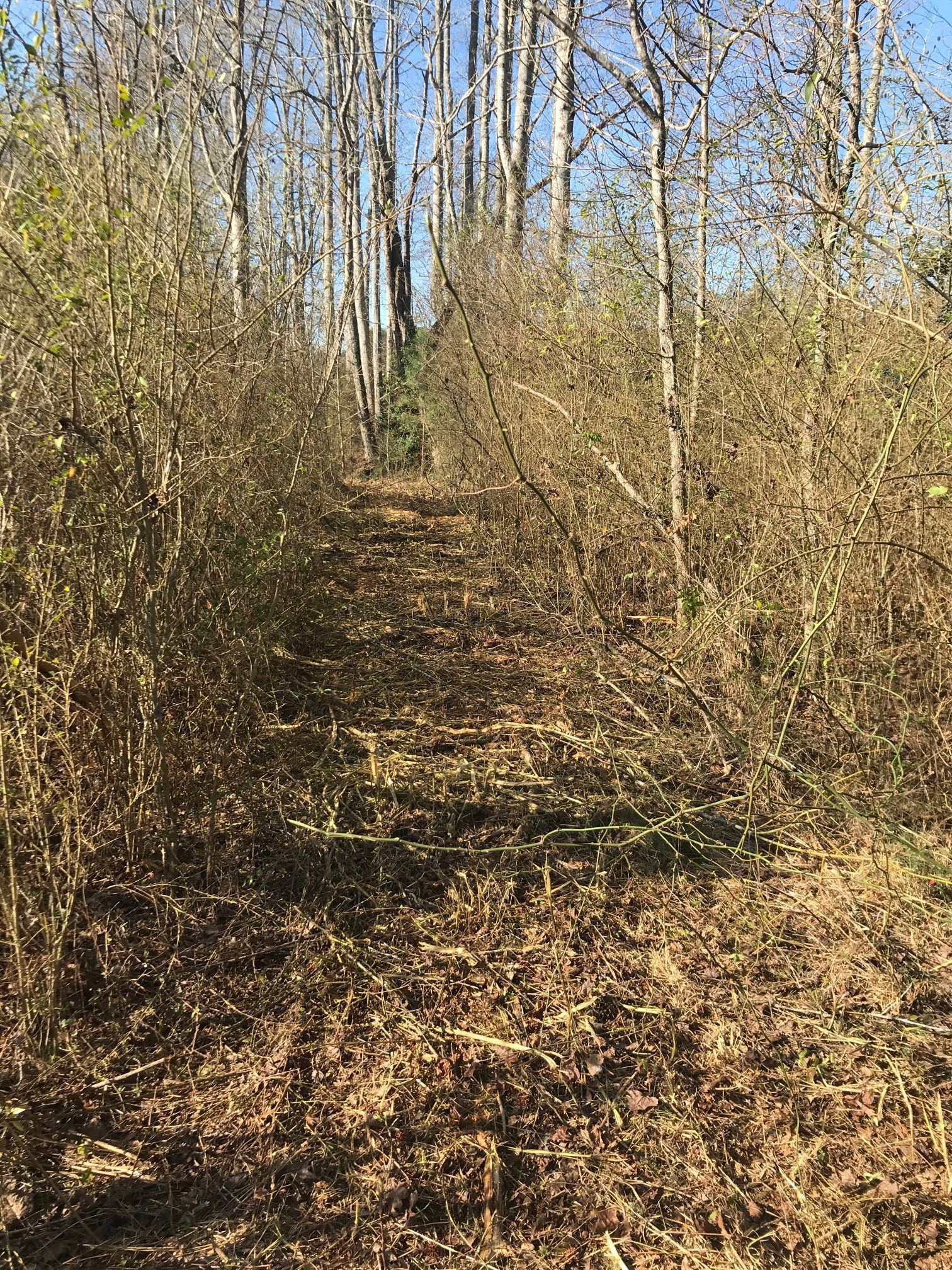 A path leads through a forest, flanked by trees and bushes; brown leaves cover the ground under a blue sky.