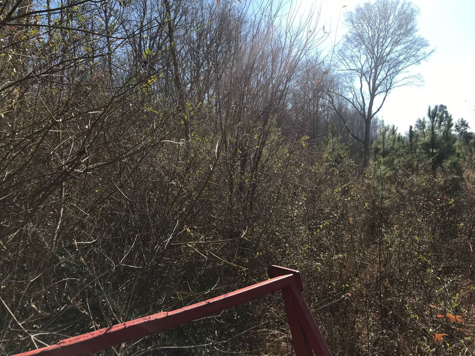 Red railing in foreground, dense brown brush, trees, and blue sky in the background.