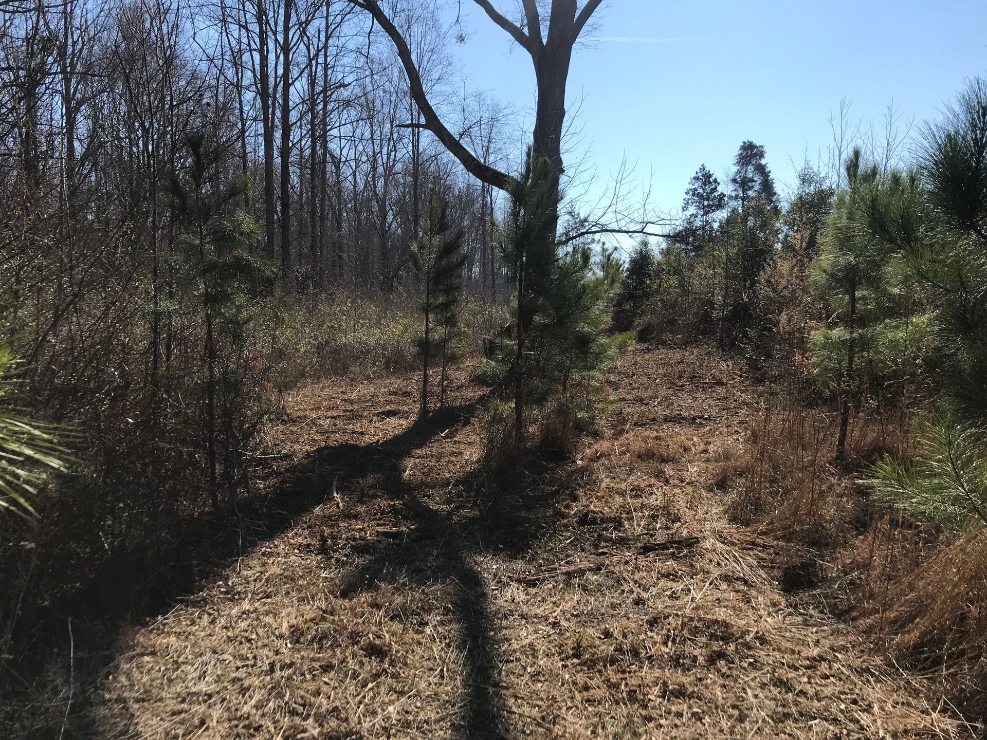 Dry field with scattered trees under a bright blue sky.