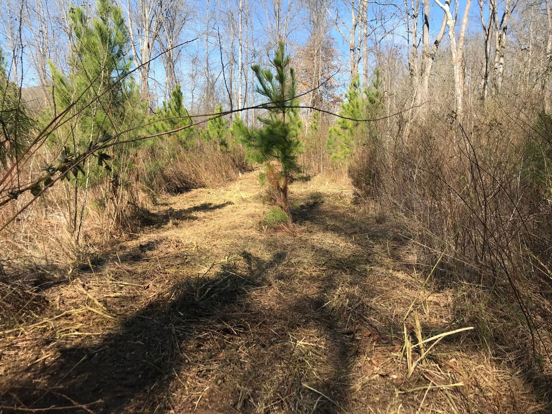 Dirt path through a sunny, wooded area with young pine trees.