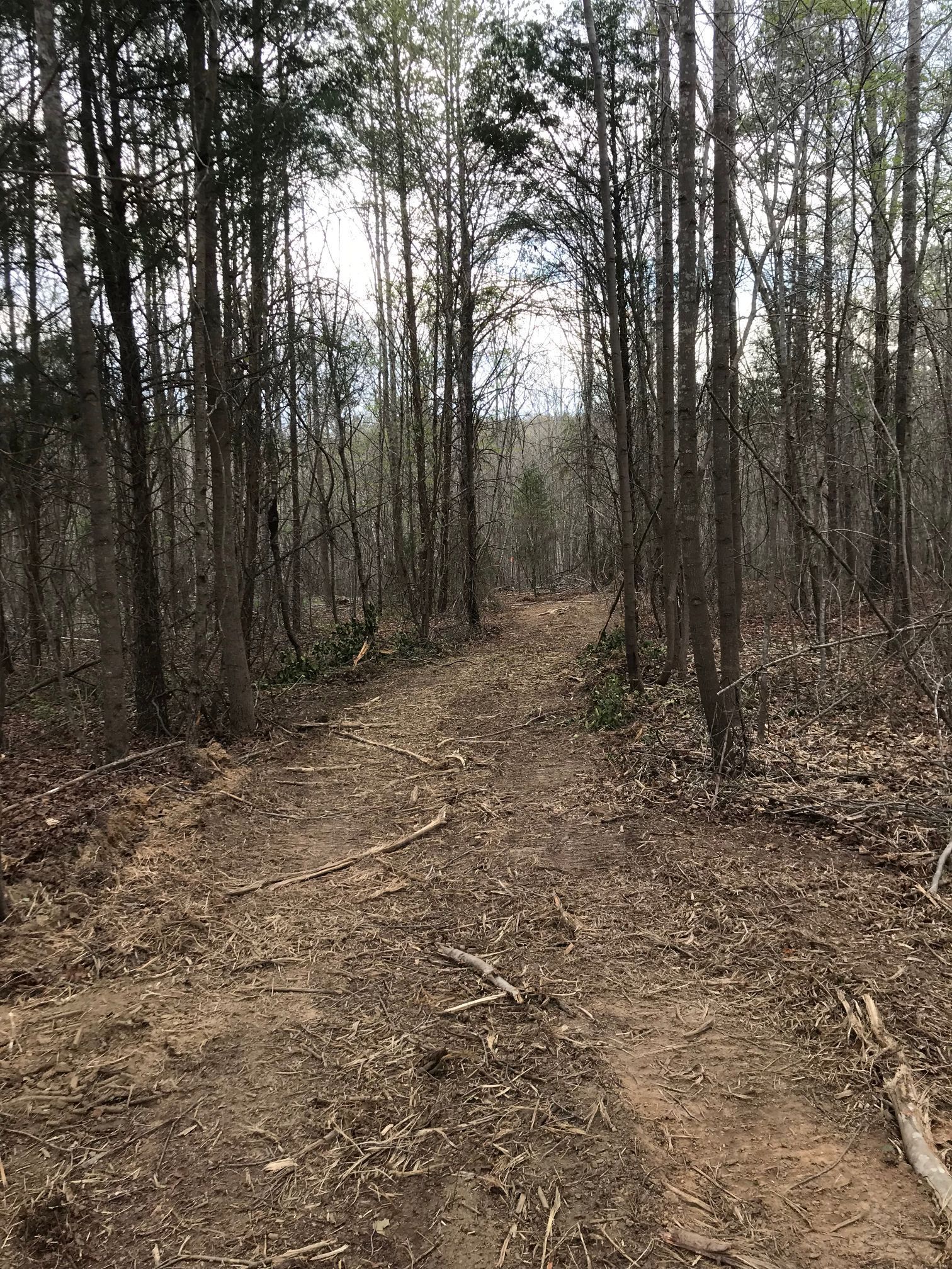 A dirt path winds through a forest of tall, bare trees with a cloudy sky visible.