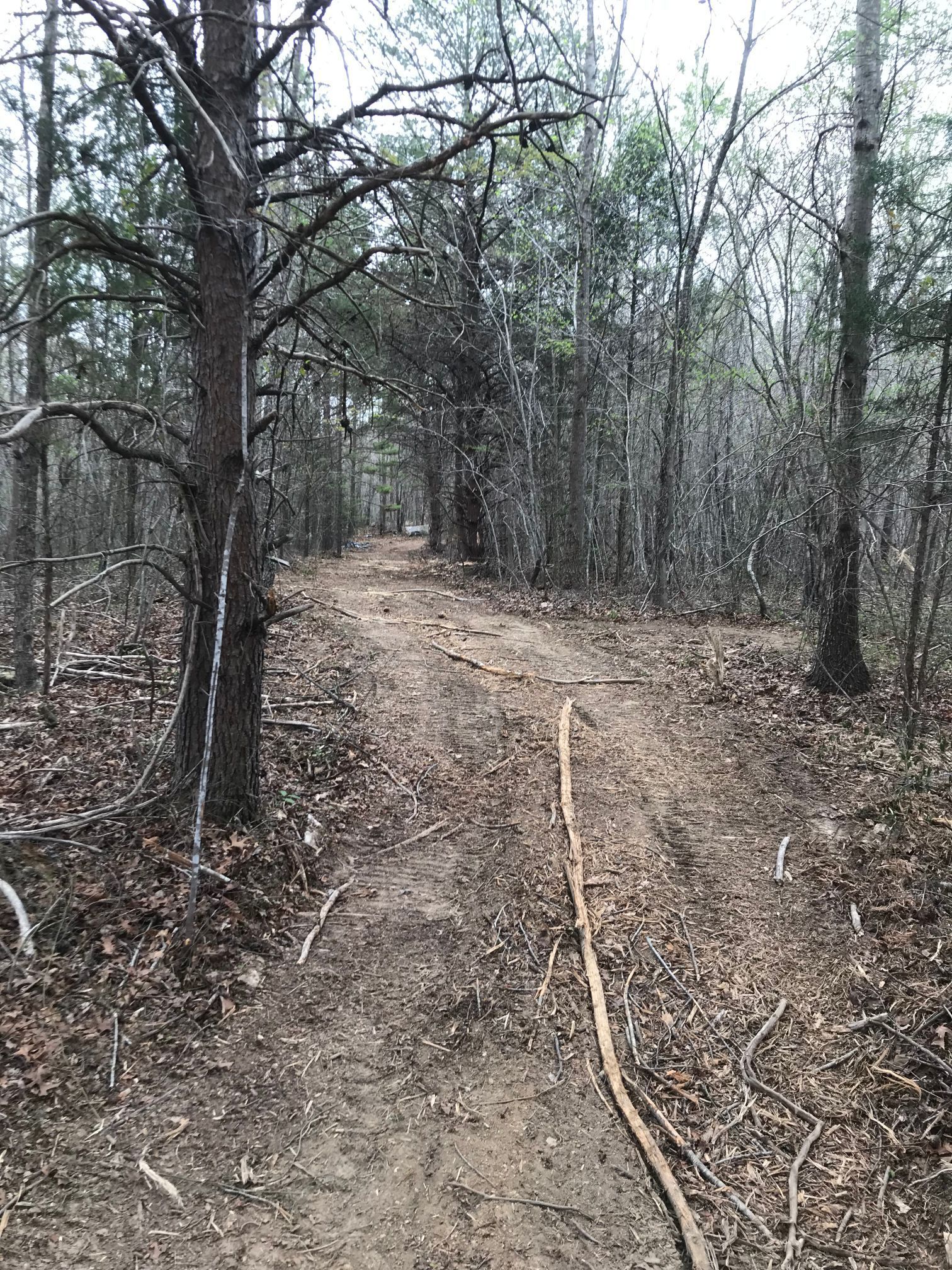 Dirt path through a forest, lined with trees and undergrowth.