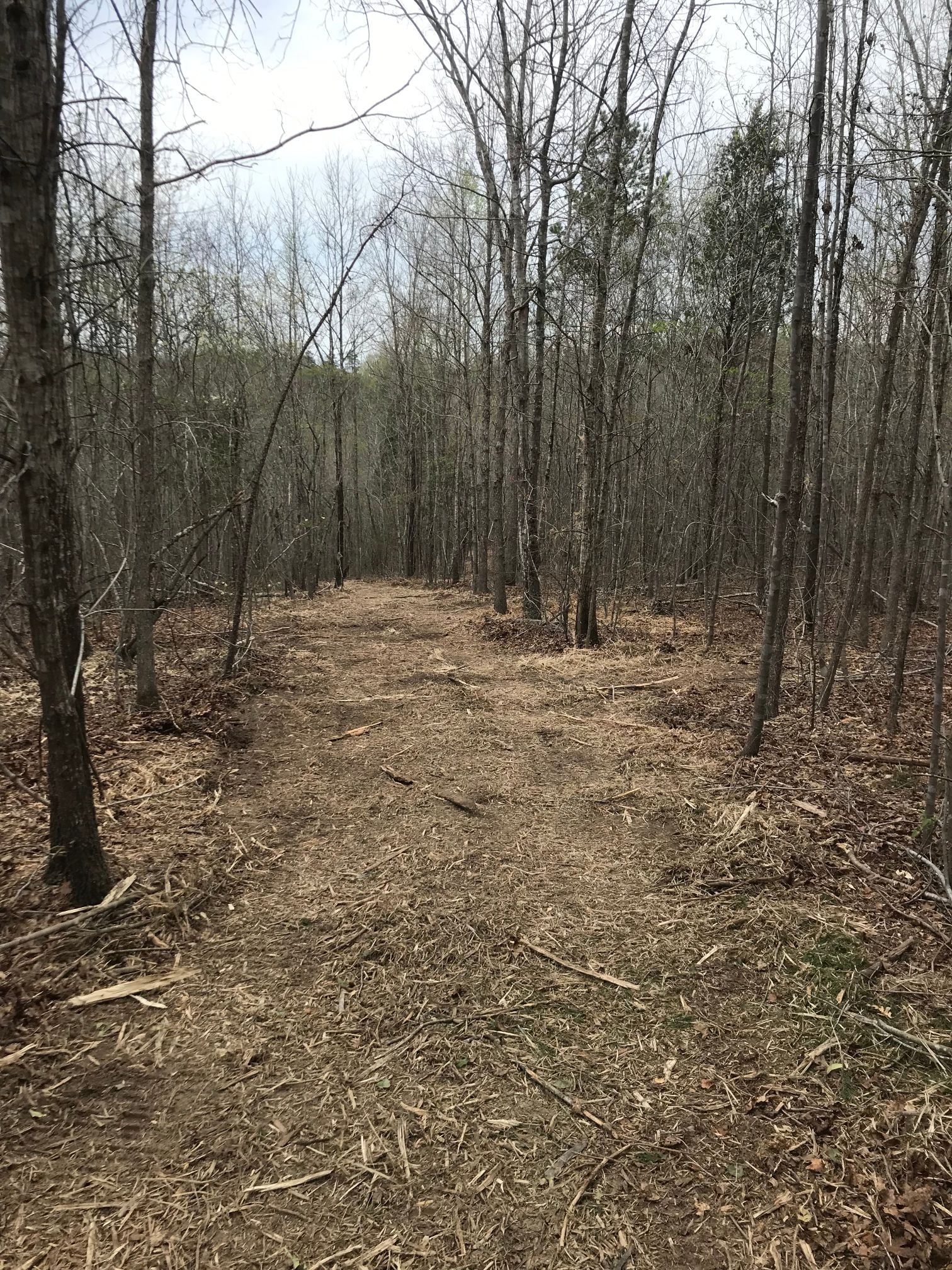 A dirt path through a bare forest, brown leaves on the ground, trees on both sides, overcast sky.