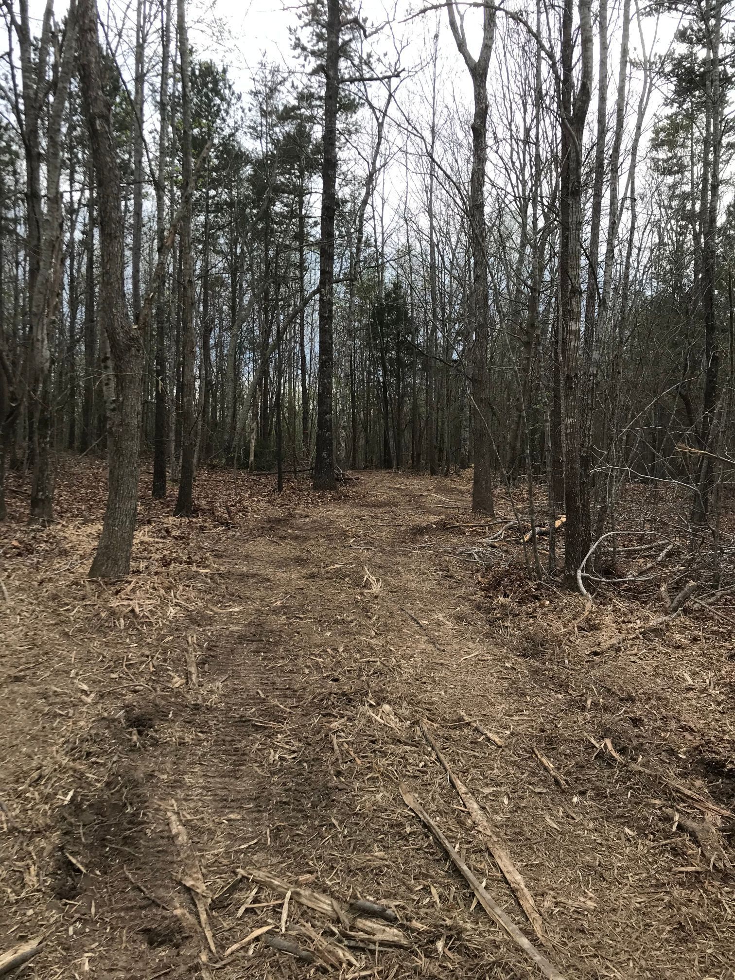 Dirt path through a bare forest, under overcast skies.