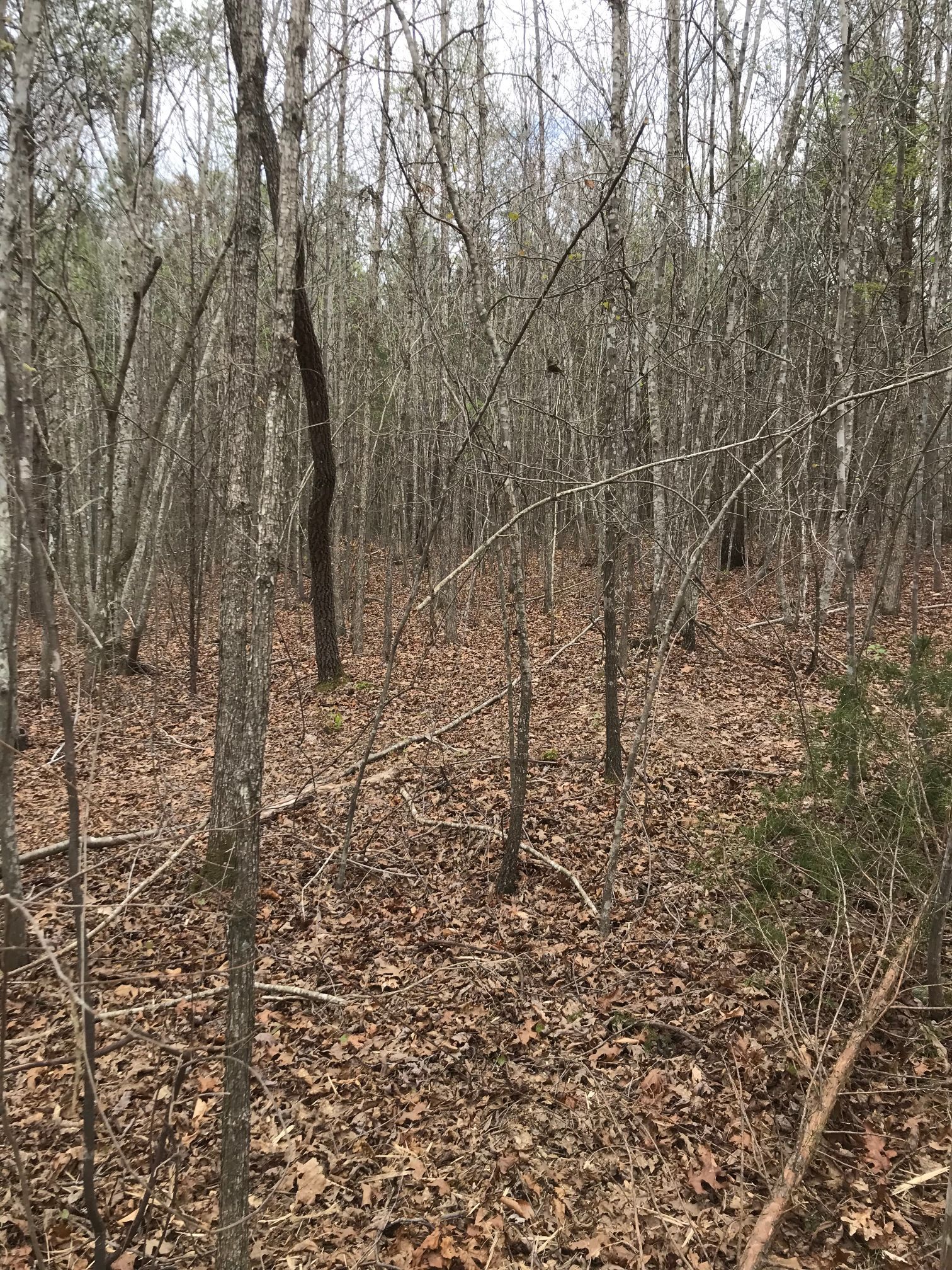 Forest scene with bare trees, fallen leaves, and a few patches of green.